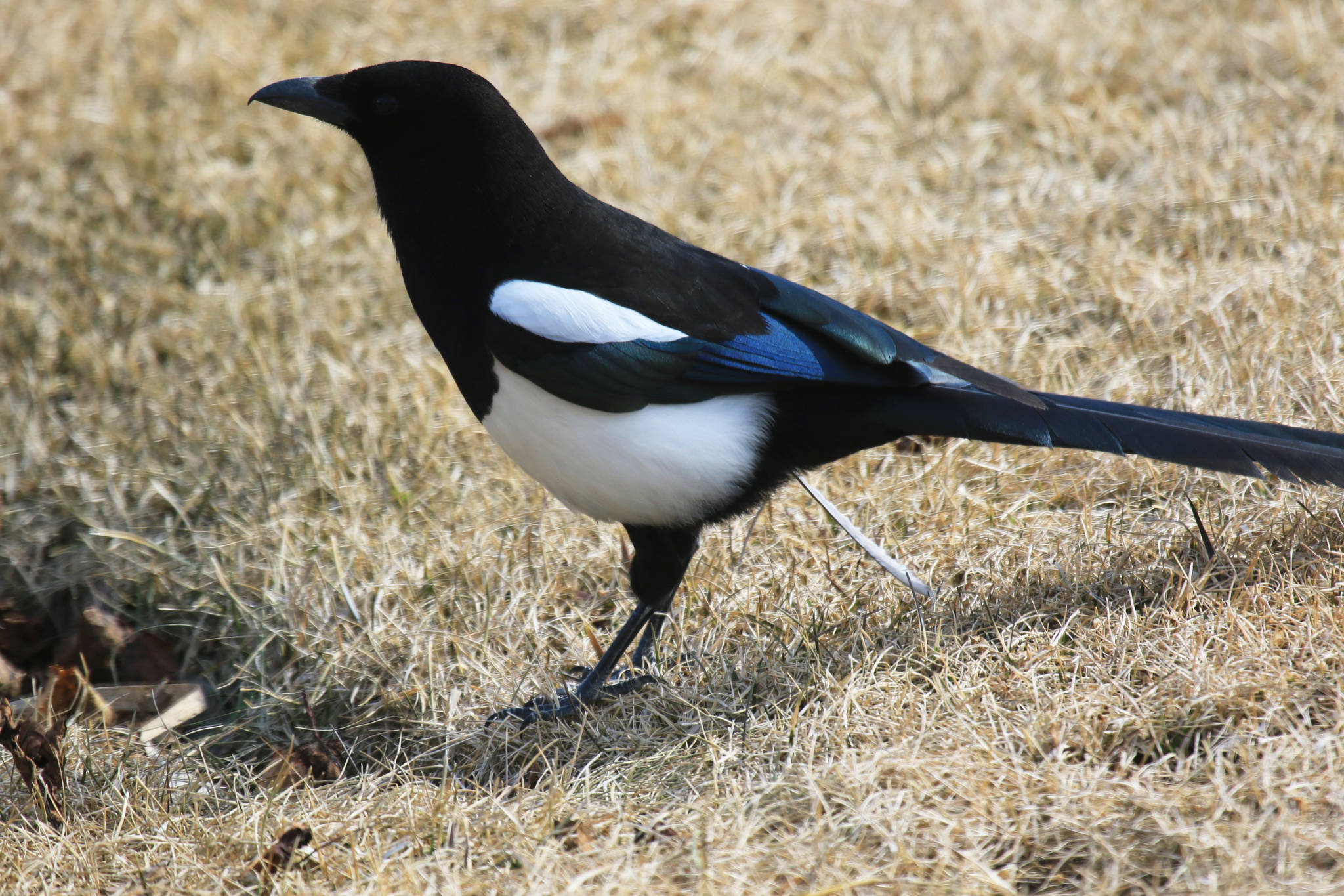 Black billed magpie. (Photo by Carla Stanley)