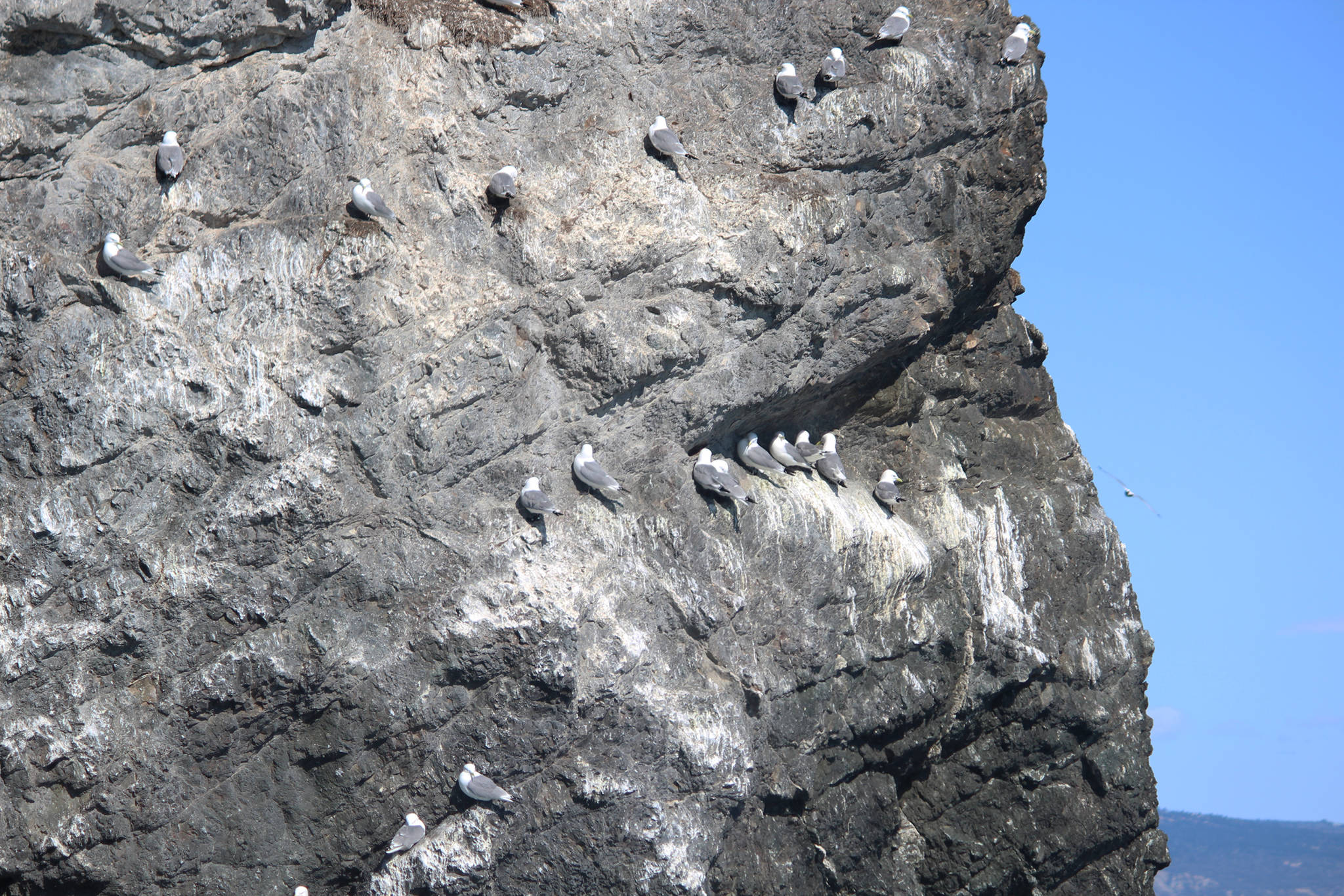 Birds find nooks and crannies in the rock to perk on Gull Island in Kachemak Bay on Saturday, April 14, 2018 on Homer, Alaska. (Photo by Megan Pacer/Homer News)