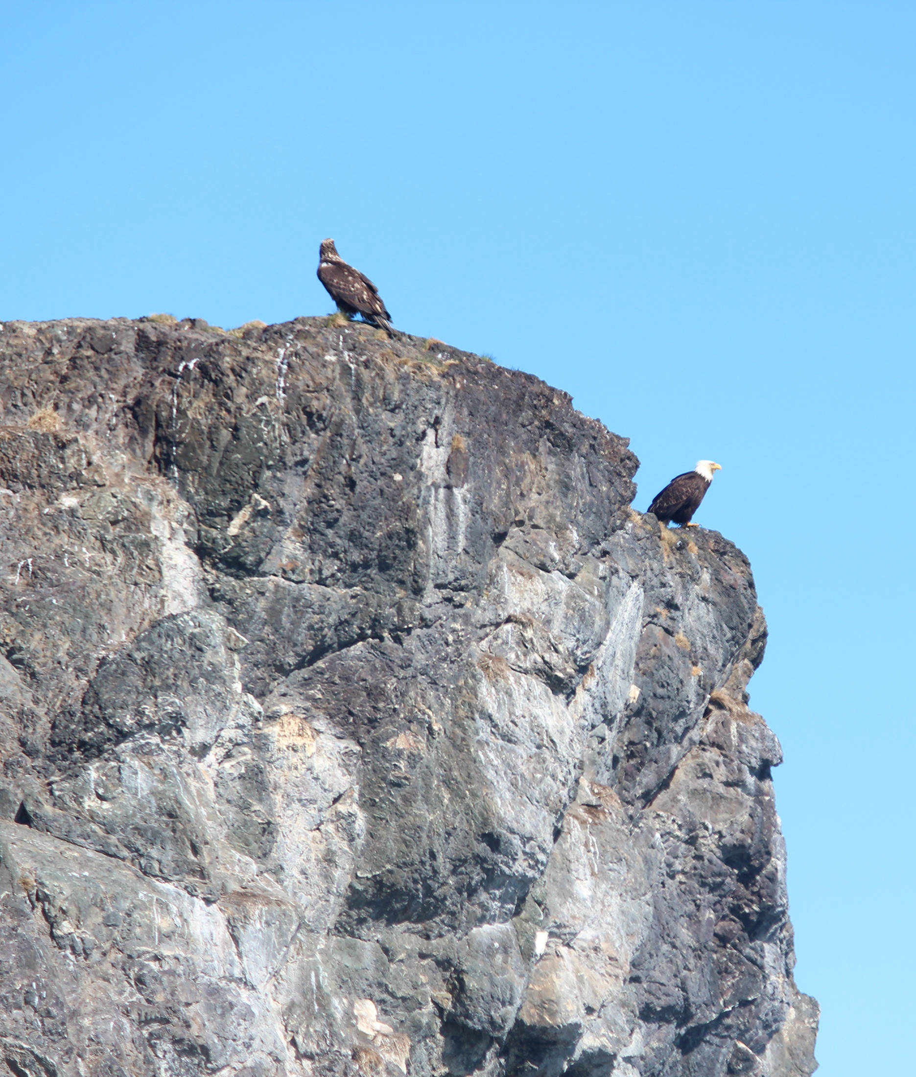 Two eagles survey the water from their perch on Gull Island in Kachemak Bay on Saturday, April 14, 2018 in Homer, Alaska. (Photo by Megan Pacer/Homer News)