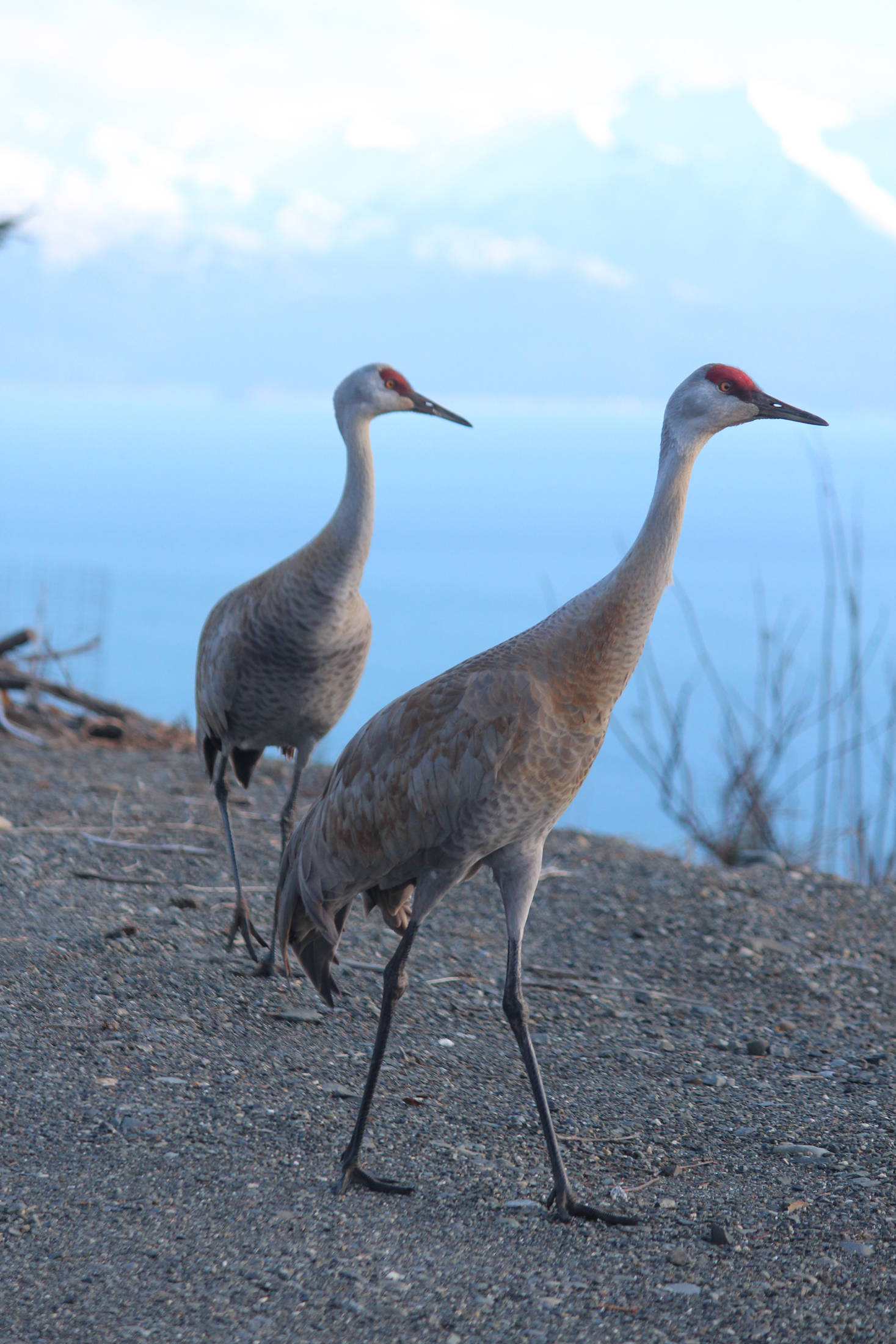 Two sandhill cranes walk across a yard on Crestwood Circle on Thursday, April 26, 2018 in Homer, Alaska. Report sandhill crane sightings to the Kachemak Crane Watch at 235-6262 or reports@cranewatch.org. Date, time, location, behavior, and number of cranes is helpful. Leave a name and number in case the group needs more details. (Photo by Megan Pacer/Homer News)