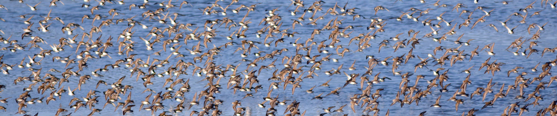 Western sandpipers, dunlins and maybe a few least sandpipers feed in Mud Bay in 2014 in Homer, Alaska. A pulse of about 8,000 sandpipers flew in Tuesday, May 8, 2018. (Photo by Michael Armstrong / Homer News)