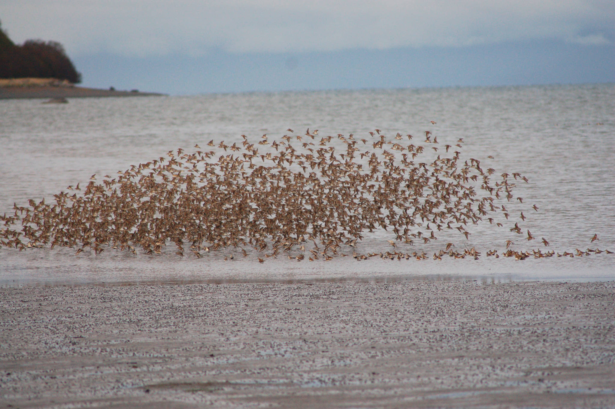 A flock of shorebirds flies across Mud Bay in 2014. (Photo by Michael Armstrong / Homer News)