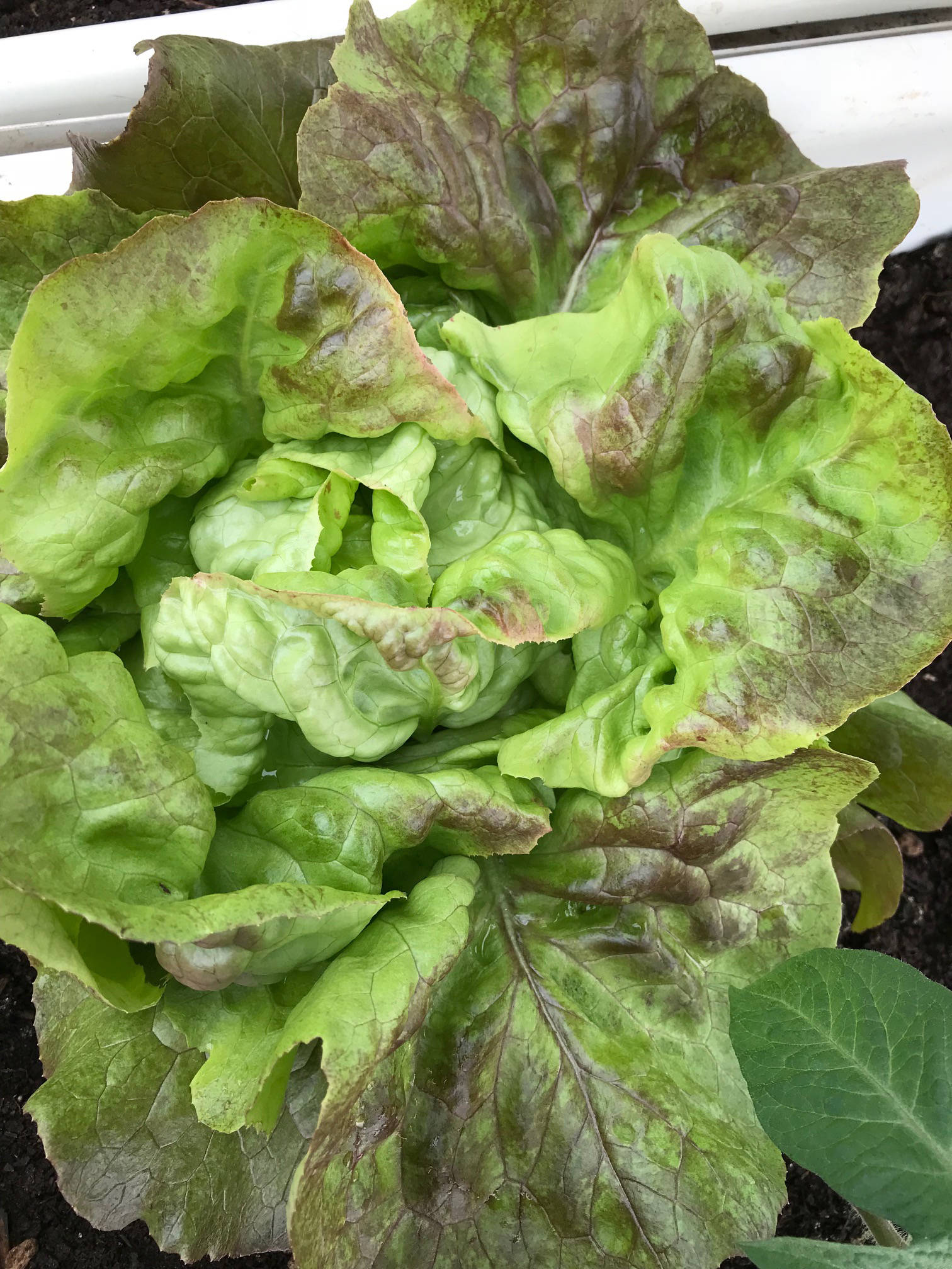 Skyphos lettuce thriving in the greenhouse. (Photo by Rosemary Fitzpatrick)