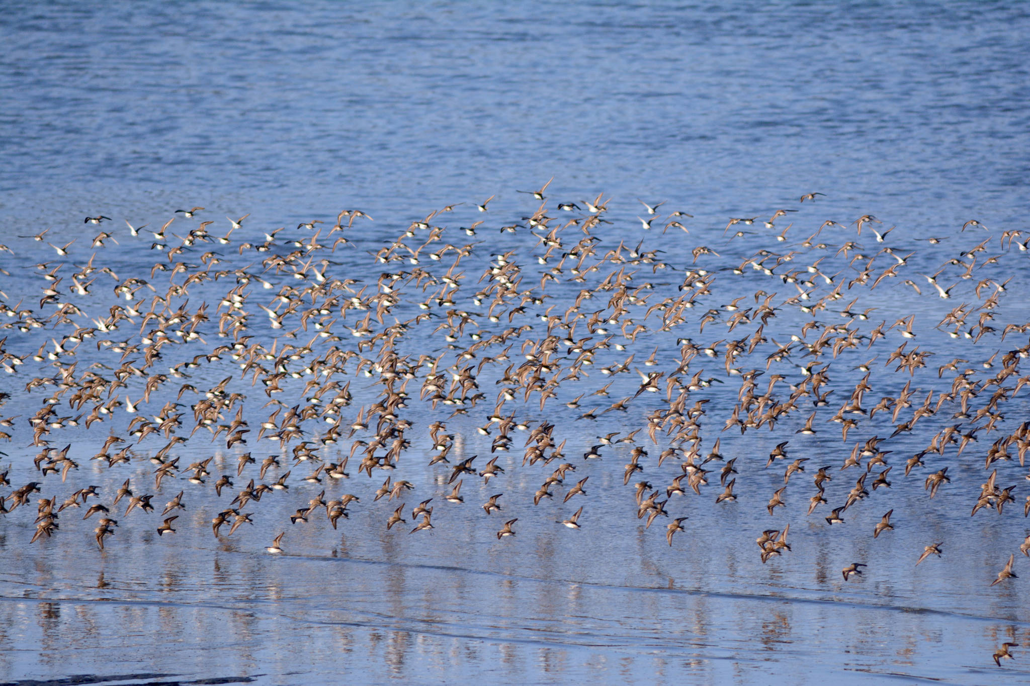 Western sandpipers, dunlins and maybe a few least sandpipers feed in Mud Bay on Tuesday, May 7, 2018 in Homer, Alaska. A pulse of about 8,000 sandpipers flew in Tuesday night.