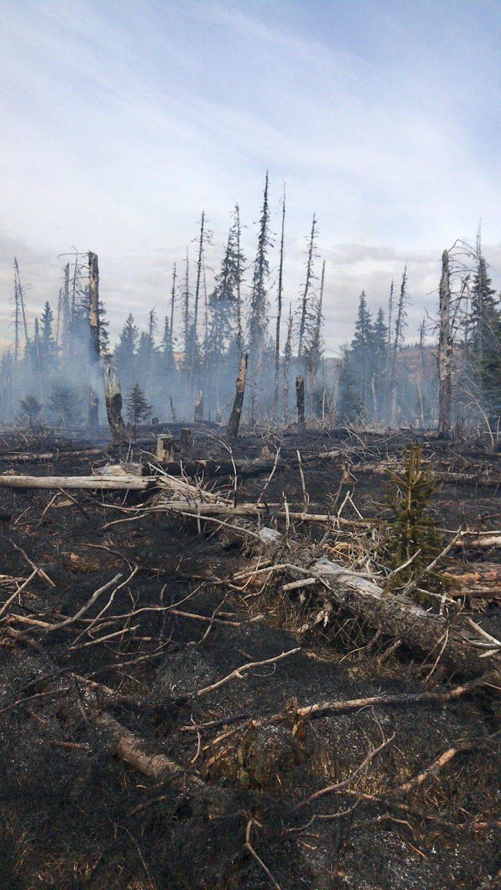 Burned trees are shown at the scene of a wildfire in Nikolaevsk, near Ninilchik, on May 15. Killed by invasive beetles, the heavy trees provide potent fuel for wildfires and provide challenges for fire crews. (Photo courtesy of the Alaska Division of Forestry)