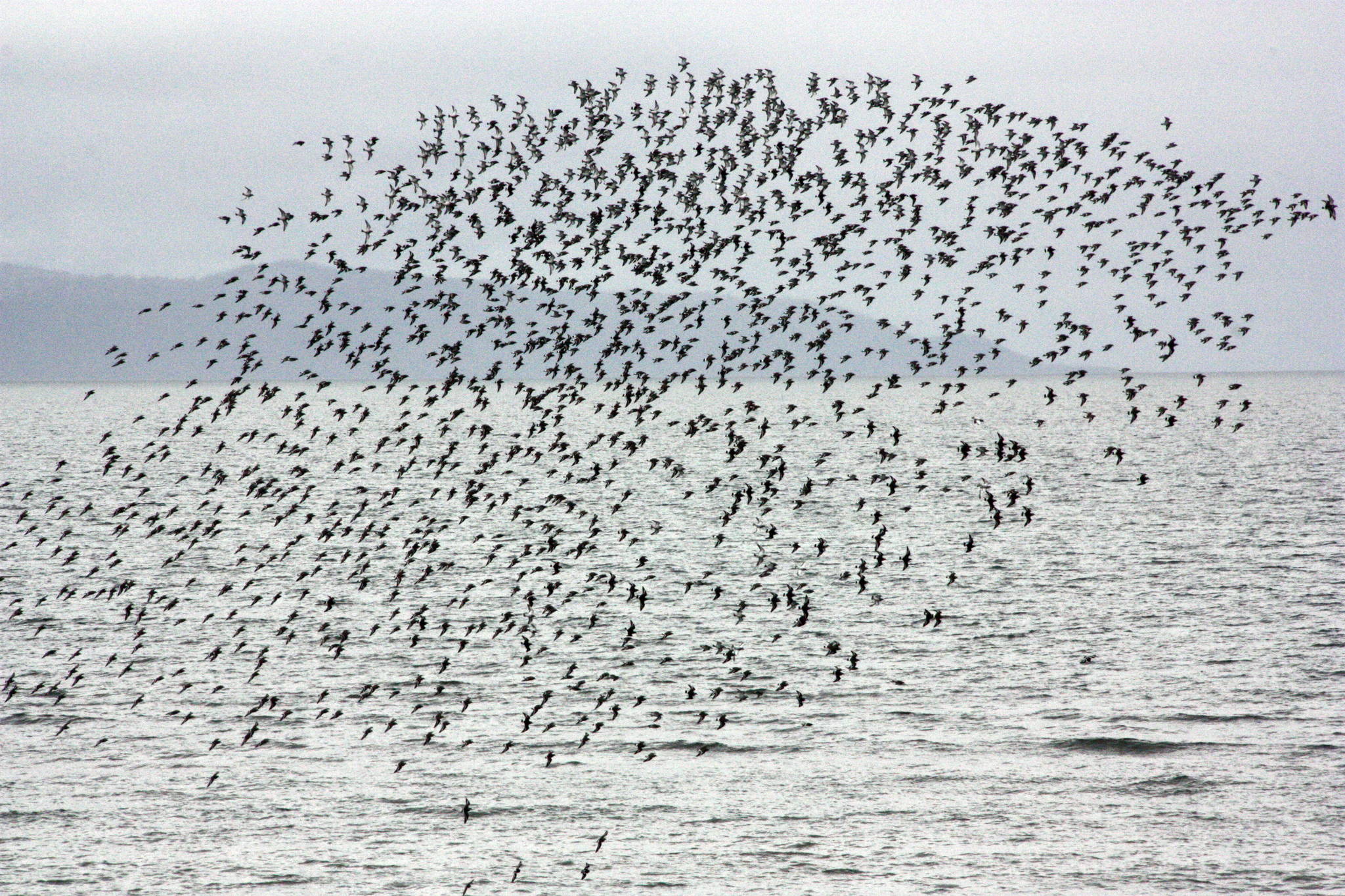 Why are shorebirds special?