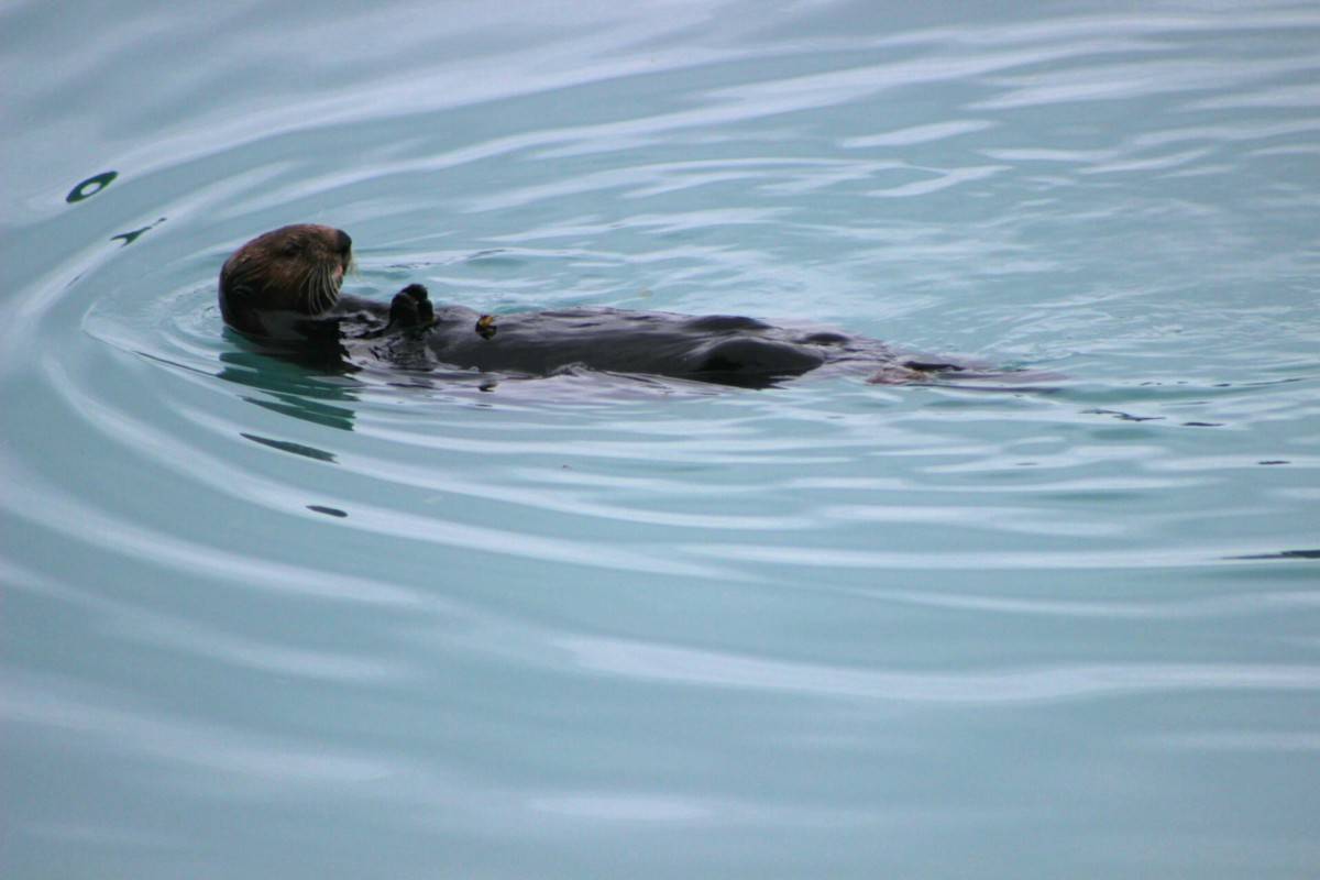 And otter feasts lazily in Kachemak Bay in August 2017 (Photo by Jennifer Tarnacki)
