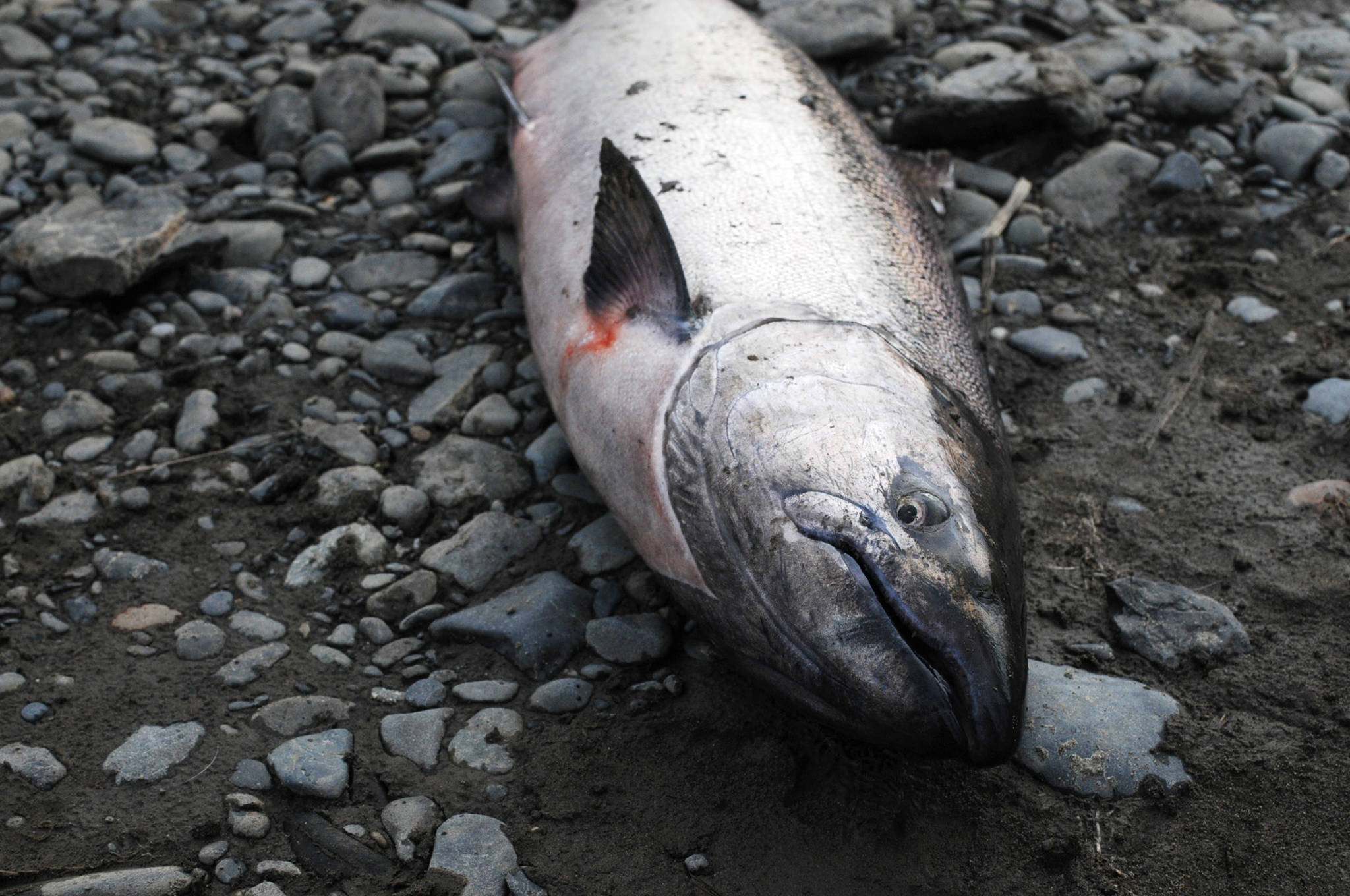 An Anchor River king salmon landed by Anchorage resident Terry Umatum lies on the bank Saturday, May 19, 2018 in Anchor Point, Alaska. (Photo by Elizabeth Earl/Peninsula Clarion)