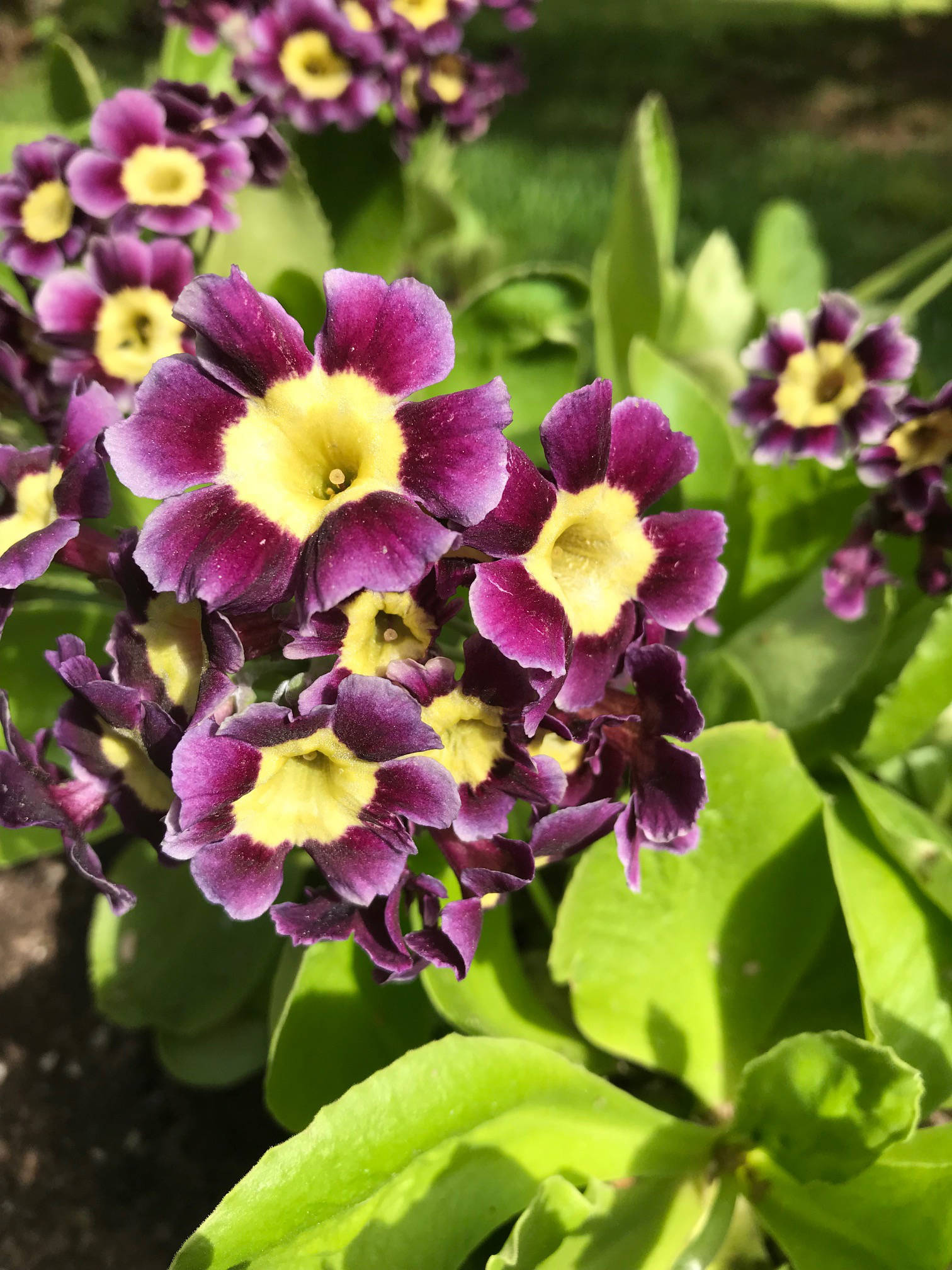 Primula auricula in all its plummy glory. (Photo by Rosemary Fitzpatrick)