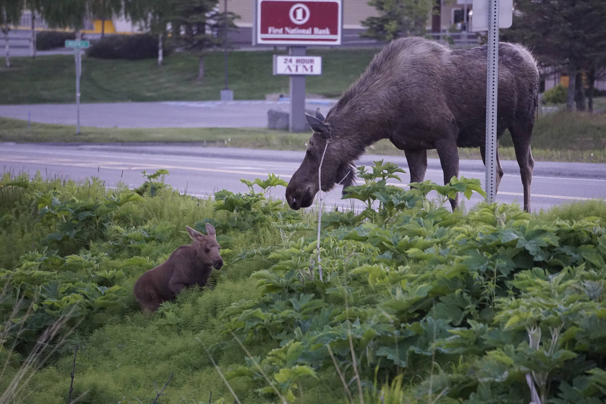 Crossing guard A cow moose helps a calf get out of a ditch and cross the Homer Bypass late Friday, June 8, 2018 in Homer, Alaska. Motorists should be on the alert for newborn calves and momma moose, even in downtown Homer. (Photo by Michael Armstrong/Homer News)