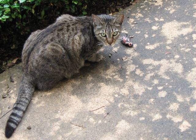 A cat with a dead bird. (Photo with permission from Clare Nielsen American Bird Conservatory Birds)