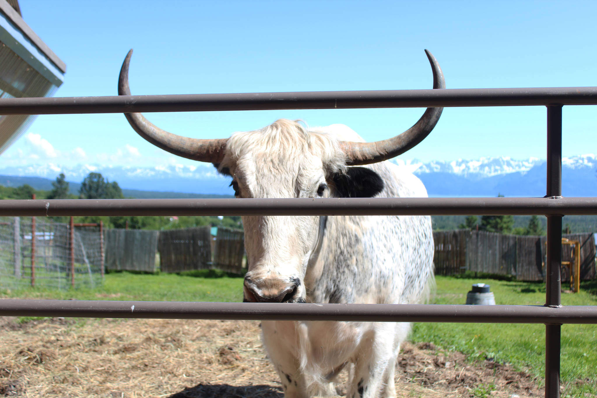 A yak, named Yeti, looks out of its pen on Friday, July 6, 2018 at the Dean family farm off East End Road near Homer, Alaska. Jeff and Ranja Dean got he yak by breeding a yak with a cow. (Photo by Megan Pacer/Homer News)