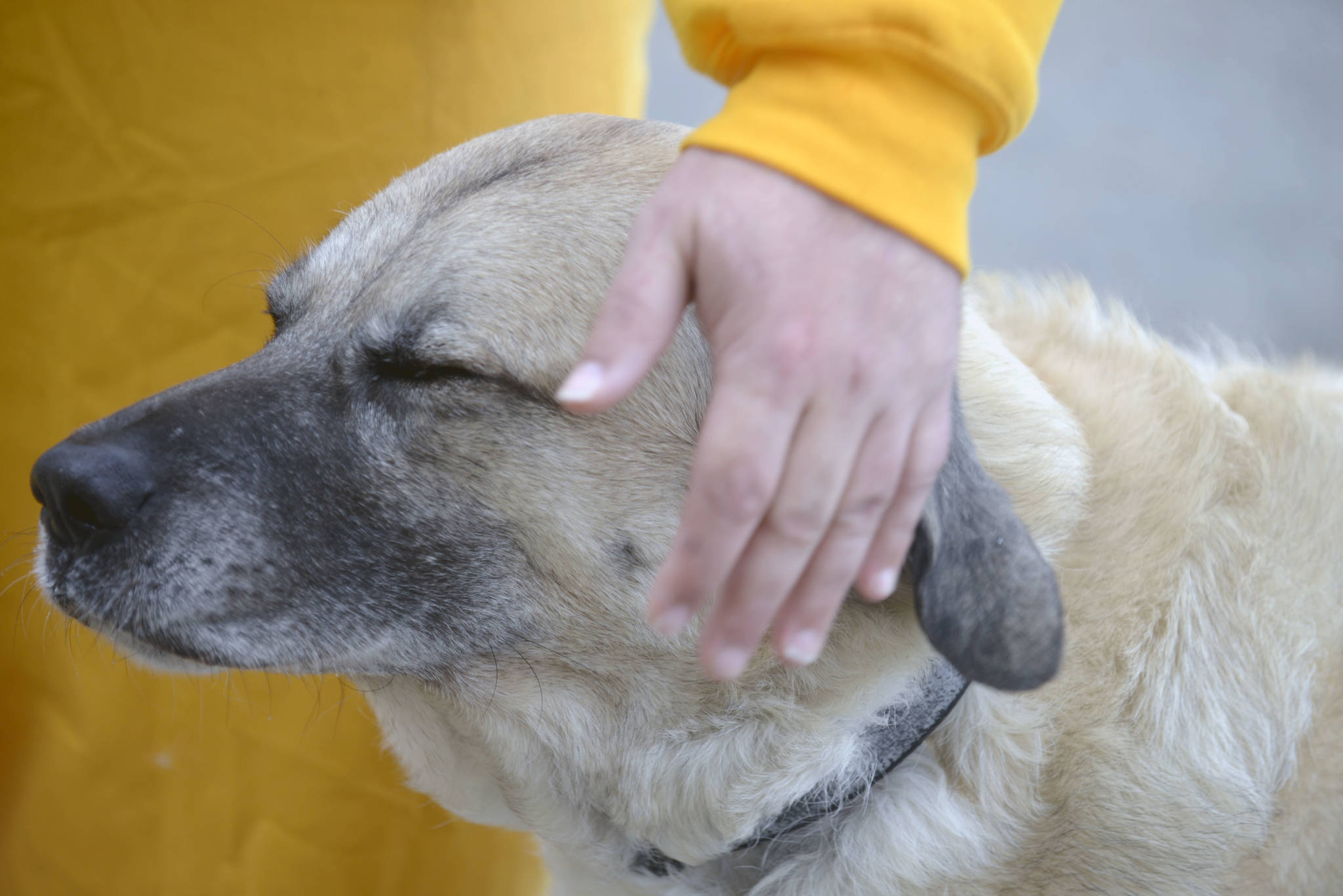 Taz, a 9-year-old half-Great Pyrenees, half-bull mastiff, gets some love from inmate Ernest Rogers on June 28 at the Wildwood Correctional Complex in Kenai, Alaska. Taz calls the prison home after being adopted as part of the SPOT (Shelter Pet Obedience Training). (Photo by Erin Thompson/Peninsula Clarion)
