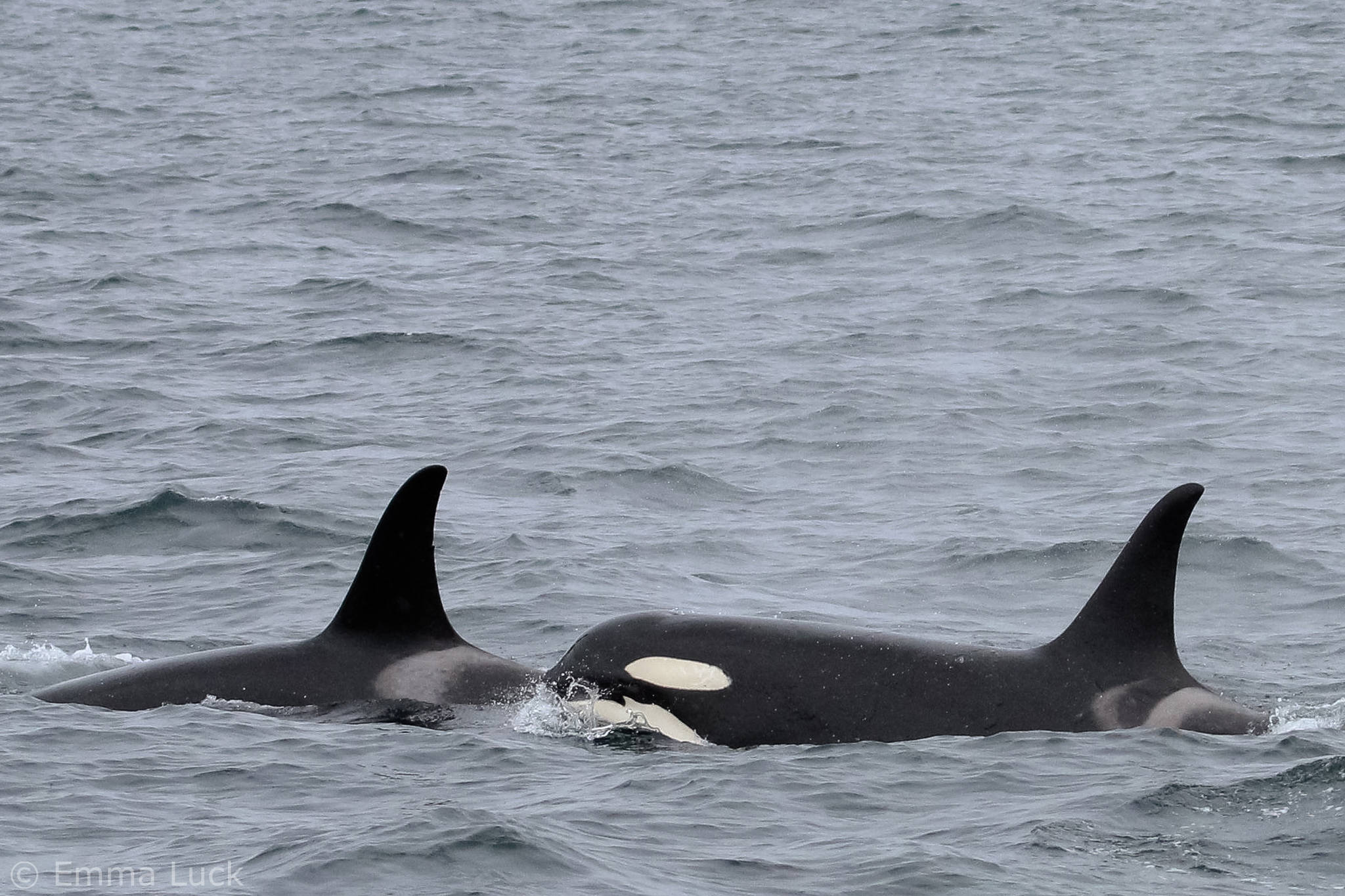 Killer whales from several pods swim in Kachemak Bay on July 9, 2018 near Seldovia, Alaska. About 40 resident whales were seen in the area. Emma Luck, a University of Alaska Southeast marine biology student saw the whales while working as a naturalist for Rainbow Tours. “I’ve personally never seen so many killer whales in one spot,” Luck said. “It was a sight to behold.” (Photo by Emma Luck)