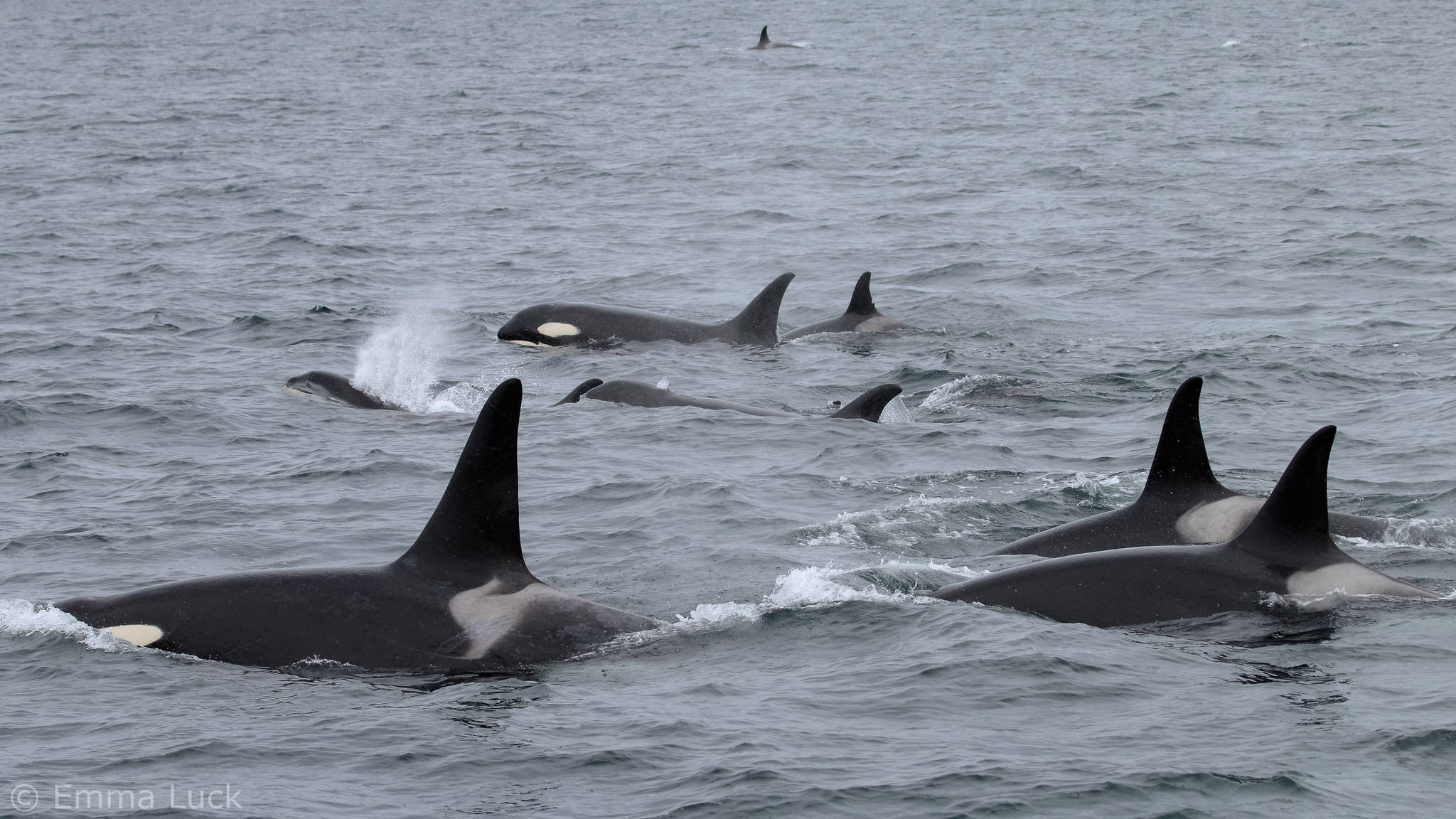 Killer whales from several pods swim in Kachemak Bay on July 9, 2018 near Seldovia, Alaska. About 40 resident whales were seen in the area. Emma Luck, a University of Alaska Southeast marine biology student saw the whales while working as a naturalist for Rainbow Tours. “I’ve personally never seen so many killer whales in one spot,” Luck said. “It was a sight to behold.” (Photo by Emma Luck)