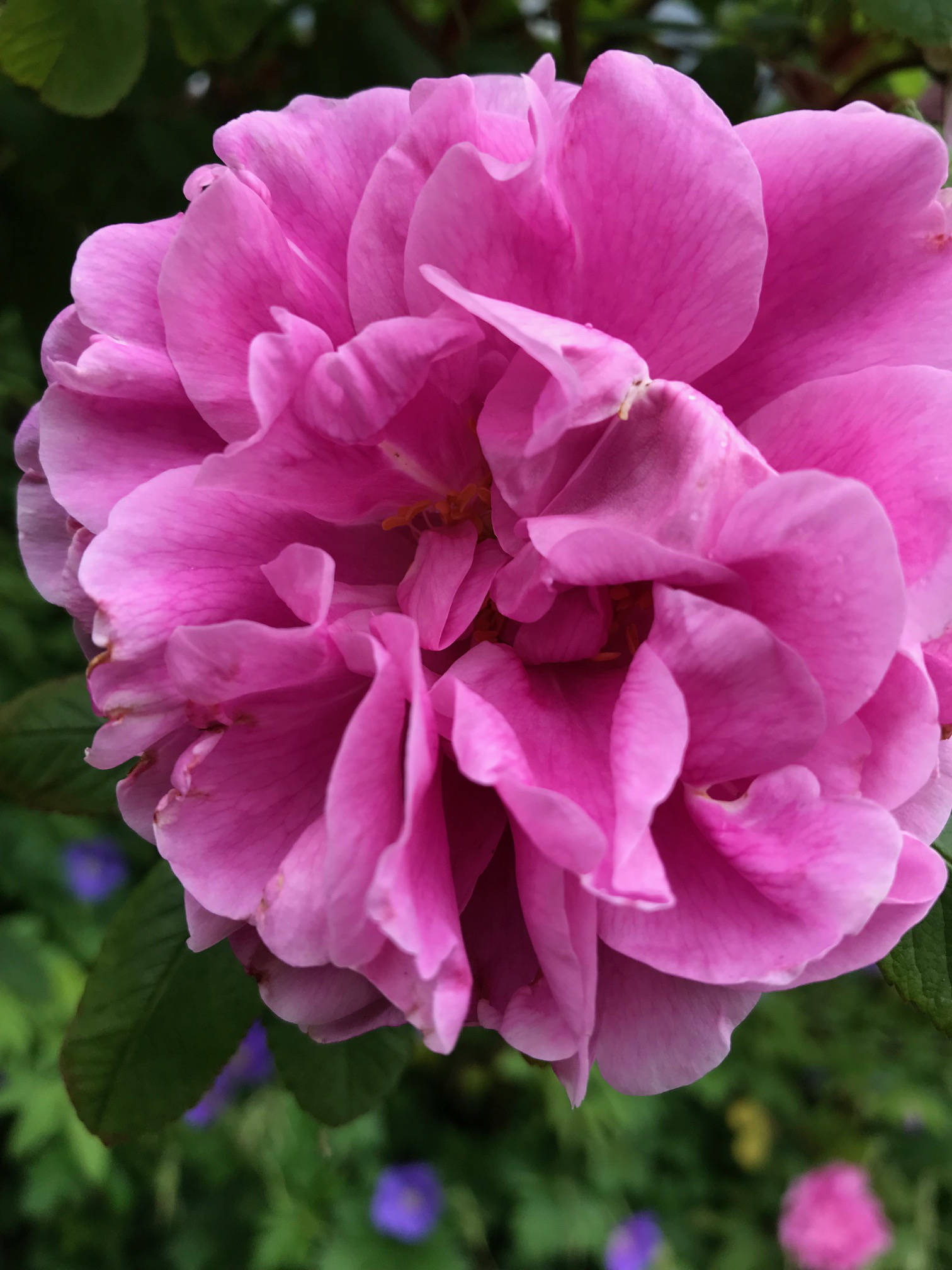 Theresa Bugnet rose flourishing in spite of heavy rains. (Photo by Rosemary Fitzpatrick)