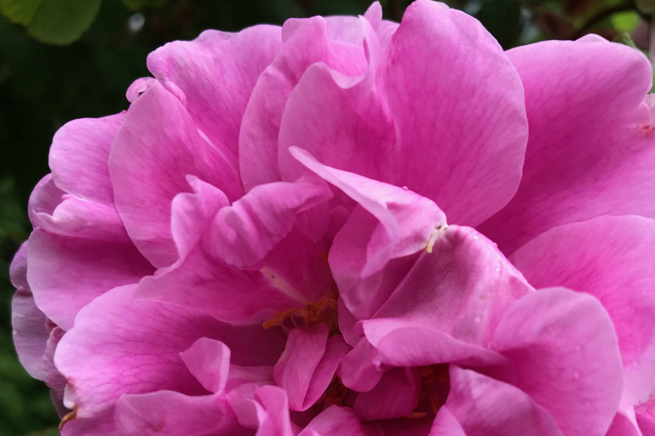 Theresa Bugnet rose flourishing in spite of heavy rains. (Photo by Rosemary Fitzpatrick)