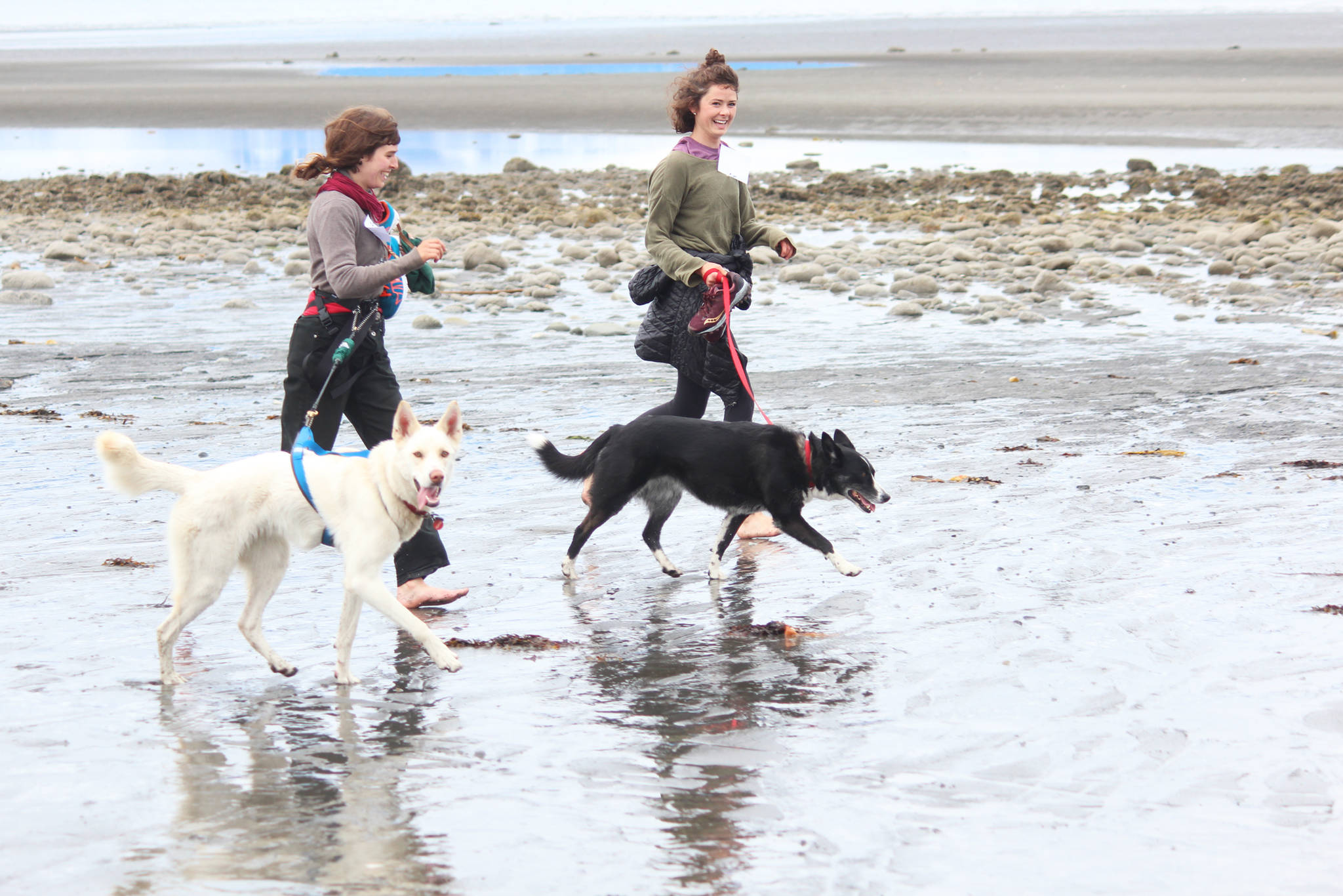 Marie Lapointe (left) and Ashley Davidson (right) run to the finish line of the Chariots of Fur 5K with their dogs Freyja and Z, respectively, Saturday, July 14, 2018 near Mariner Park in Homer, Alaska. (Photo by Megan Pacer/Homer News)
