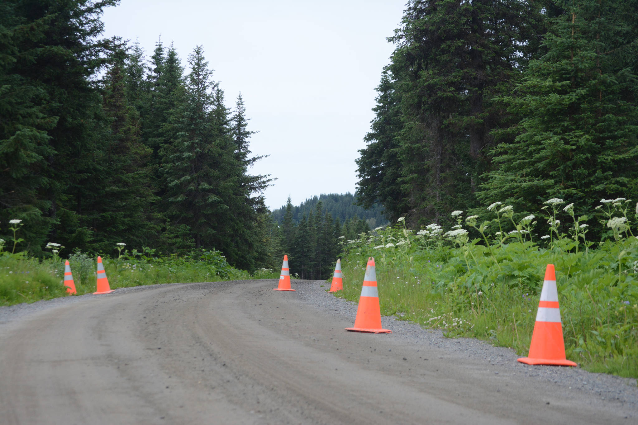 Cones on Dorothy Drive mark the area where neighbors at the end of the rural road plan to vacate the last 2,000 feet and turn it into a private, gated road. After this photo was taken on July 9, 2018, builders put in a circular turn around on the road downhill from East Skyline Drive in Homer, Alaska. (Photo by Michael Armstrong/Homer News)