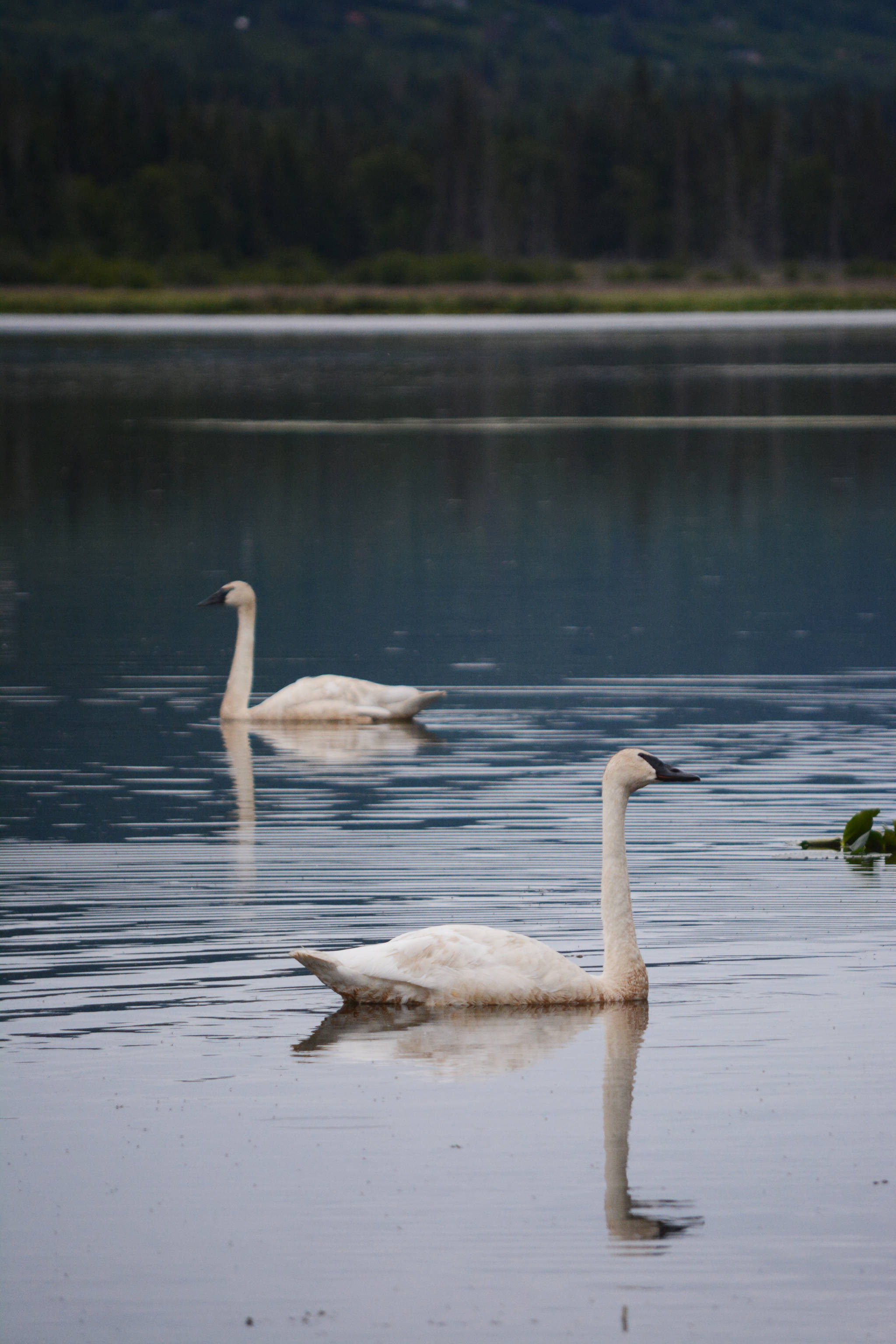 Two tundra swans swim in Beluga Lake on Monday, July 23, 2018, in Homer, Alaska. (Photo by MIchael Armstrong/Homer News)