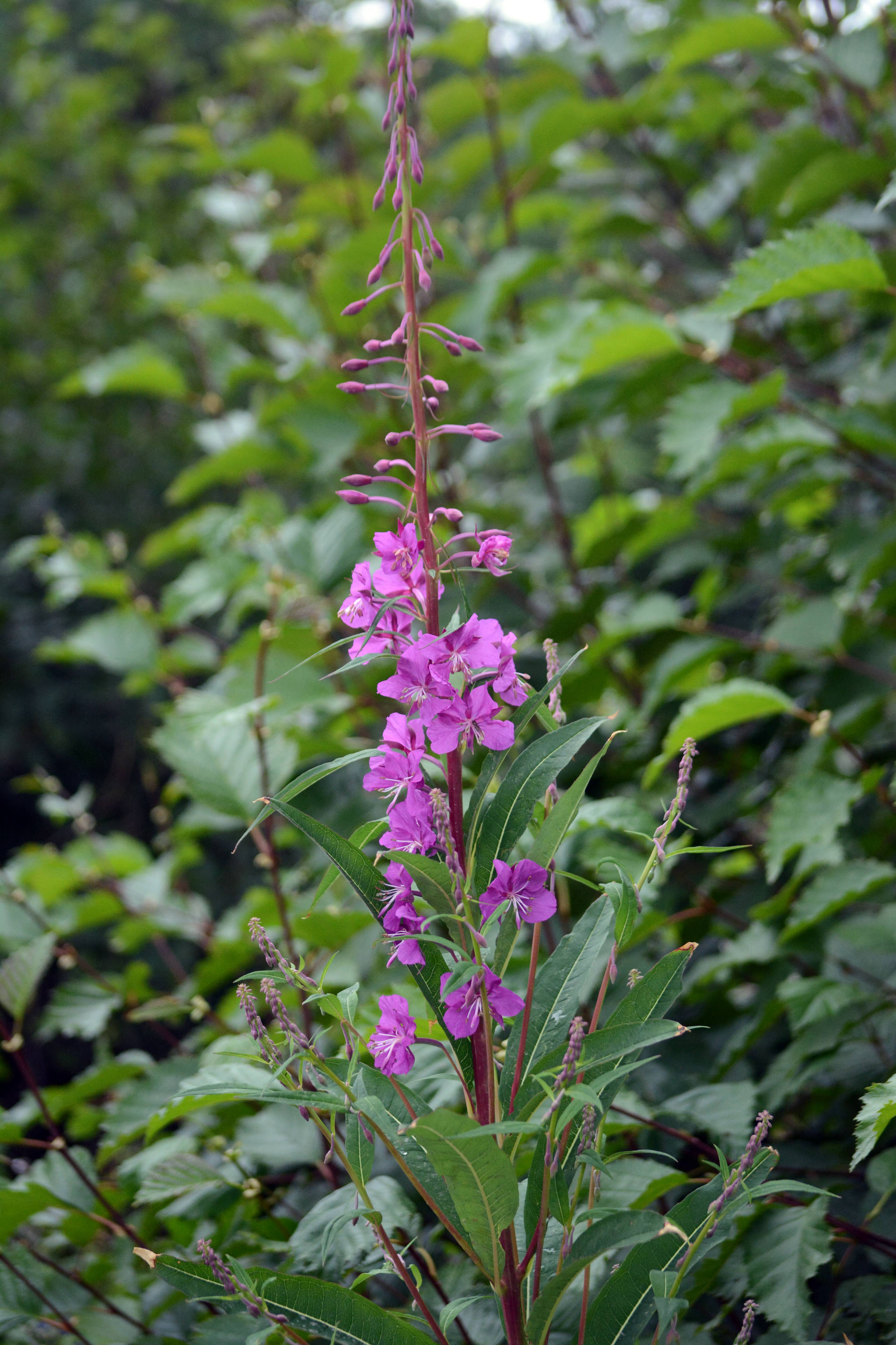 A fireweed flower blooms near the Homer News on Landings Street on Tuesday, July 24, 2018, in Homer, Alaska. Fireweed petals blossom from the bottom up, and according to Alaska folk lore, when the petals at the top have bloomed, summer is over. (Photo by Michael Armstrong/Homer News)