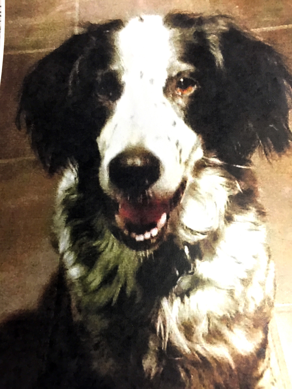 LC, a 12-year-old English Setter, is helping patients cope with cancer treatments at Peninsula Radiation Oncology in Soldotna.-Photo Provided