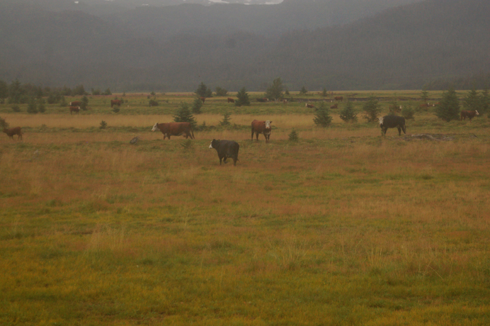 Cattle graze in the Fox River Flats at the head of Kachemak Bay. Atz Kilcher has applied for a permit to build an art and music camp in the area.-Michael Armstrong, Homer News