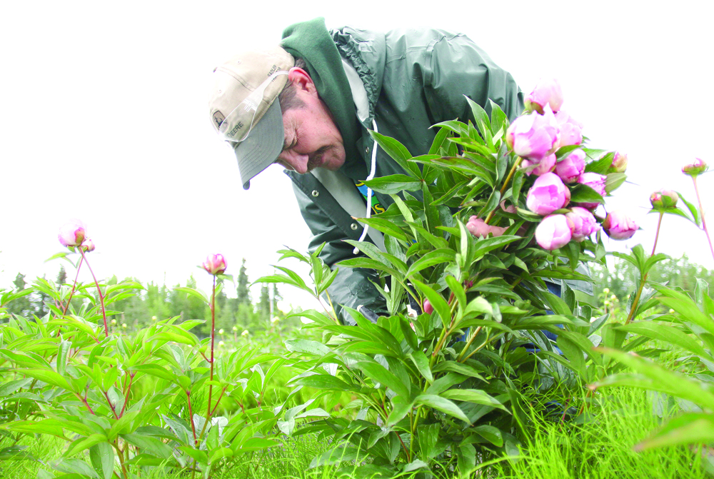 Richard Repper picks 5-year-old peonies in the field at Echo Lake Peonies, the operation he runs with wife Irene Repper, on Monday in Soldotna. Growers across the Kenai Peninsula are in the middle of the peony harvest, Repper said. Peninsula growers are getting a new, expert pair of hands to help cultivate agriculture. -Photo by Kelly Sullivan, Morris News Service - Alaska
