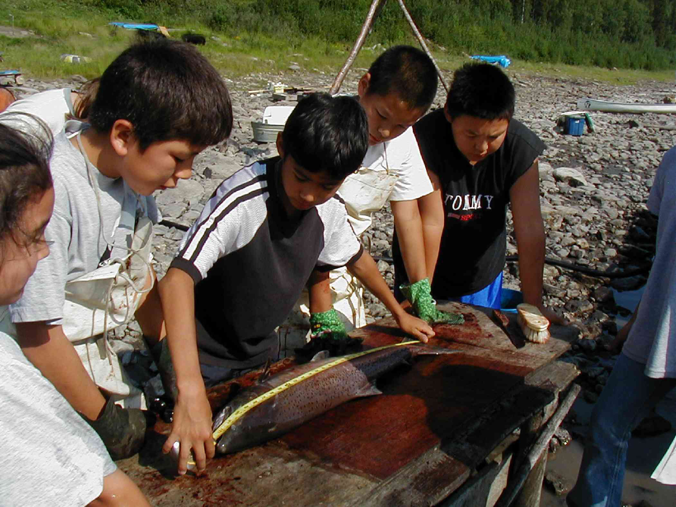 Young Alaska Natives measure salmon at Rampart Rapids, part of fisherman/researcher Stan Zuray’s effort to document declining size of Yukon River kings.-Photo courtesy of Stan Zuray