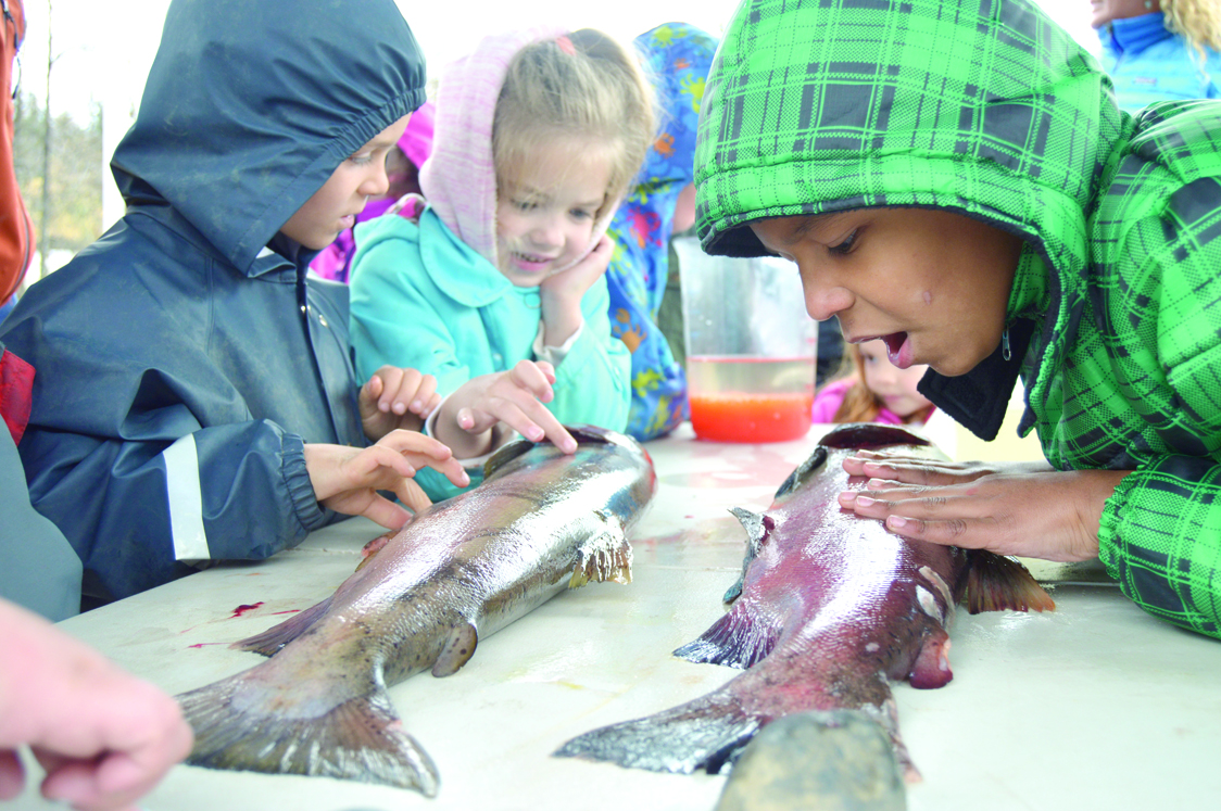 Fireweed Academy first-grader Clyde Clemens,  Paul Banks Elementary first-grader Piper Arno and Fireweed second-grader Nikolai Macauly inspect male and female coho salmon at an egg take on the Anchor River on Oct. 7.