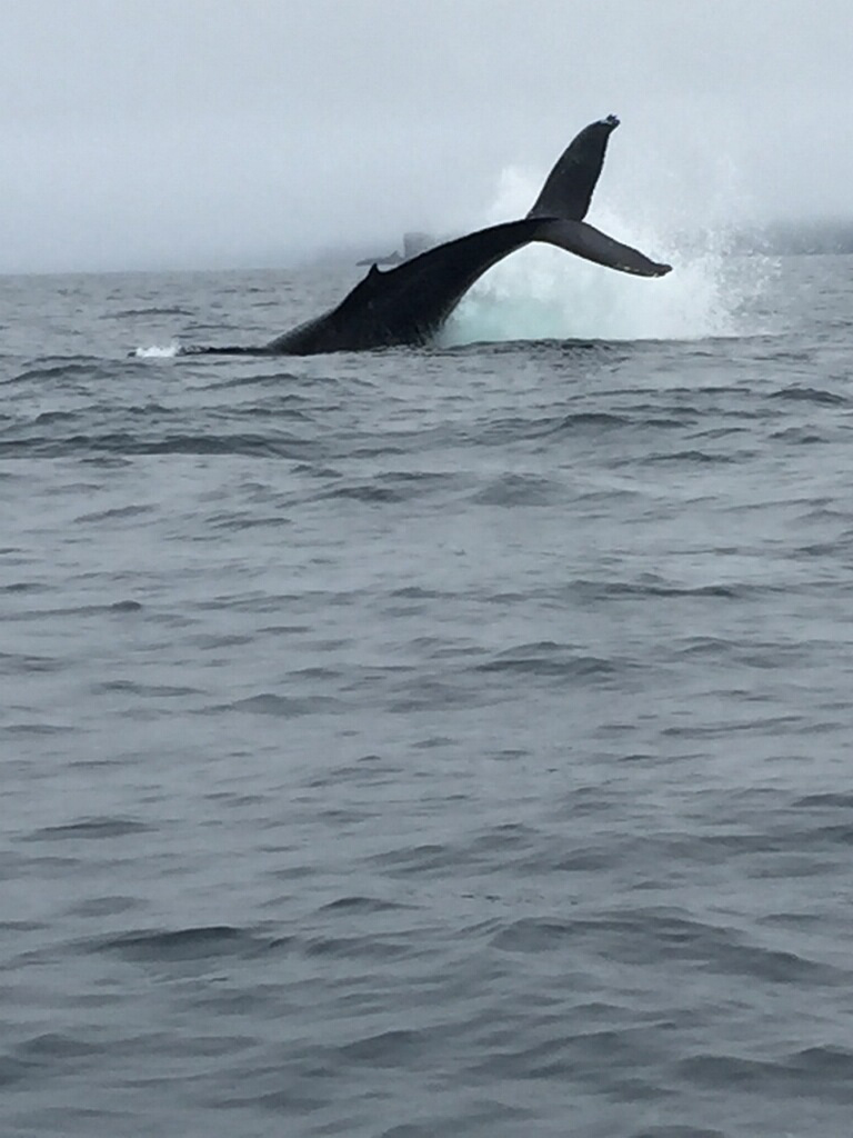 A whale dives in Kachemak Bay this week.-Photo by Dave Olsen