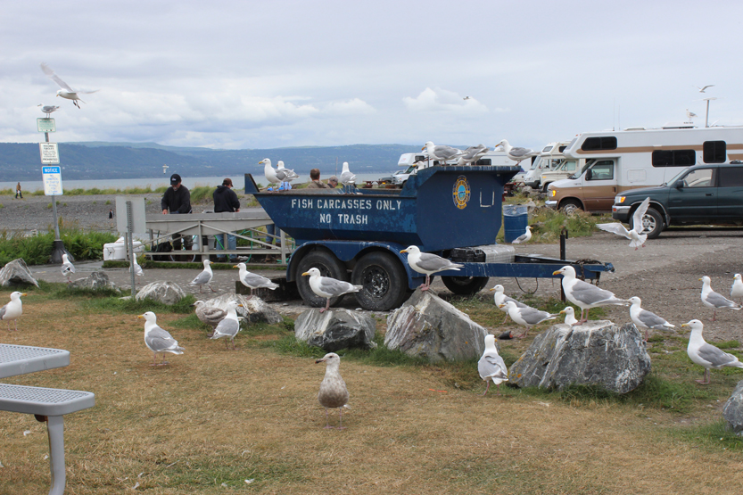 The Fishing Hole cleaning tables get some gull attention. -Photo by McKibben Jackinsky, Homer News