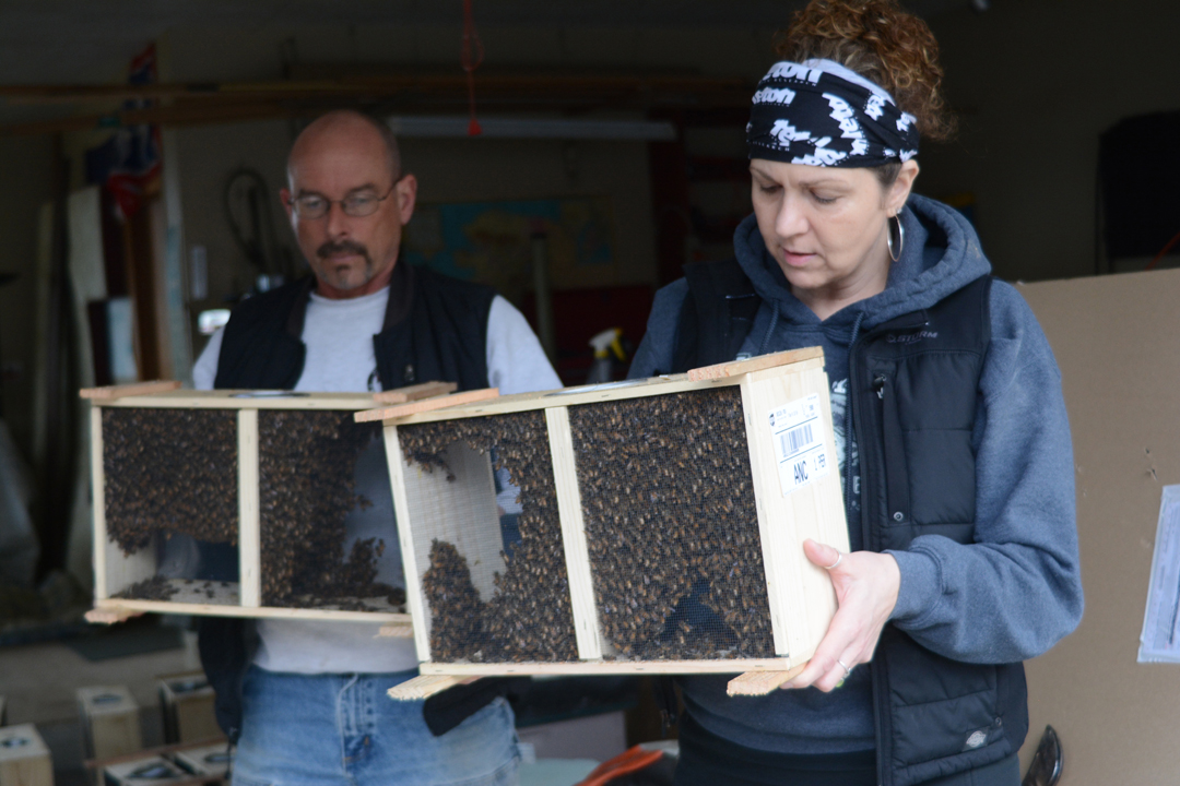 Judith Rose examines a pack of bees at Linda Gorman and Rich Johnson’s home on McLay Road, the distribution point for local beekeepers. About 1 million bees arrived from California last week. -Photo by Michael Armstrong, Homer News