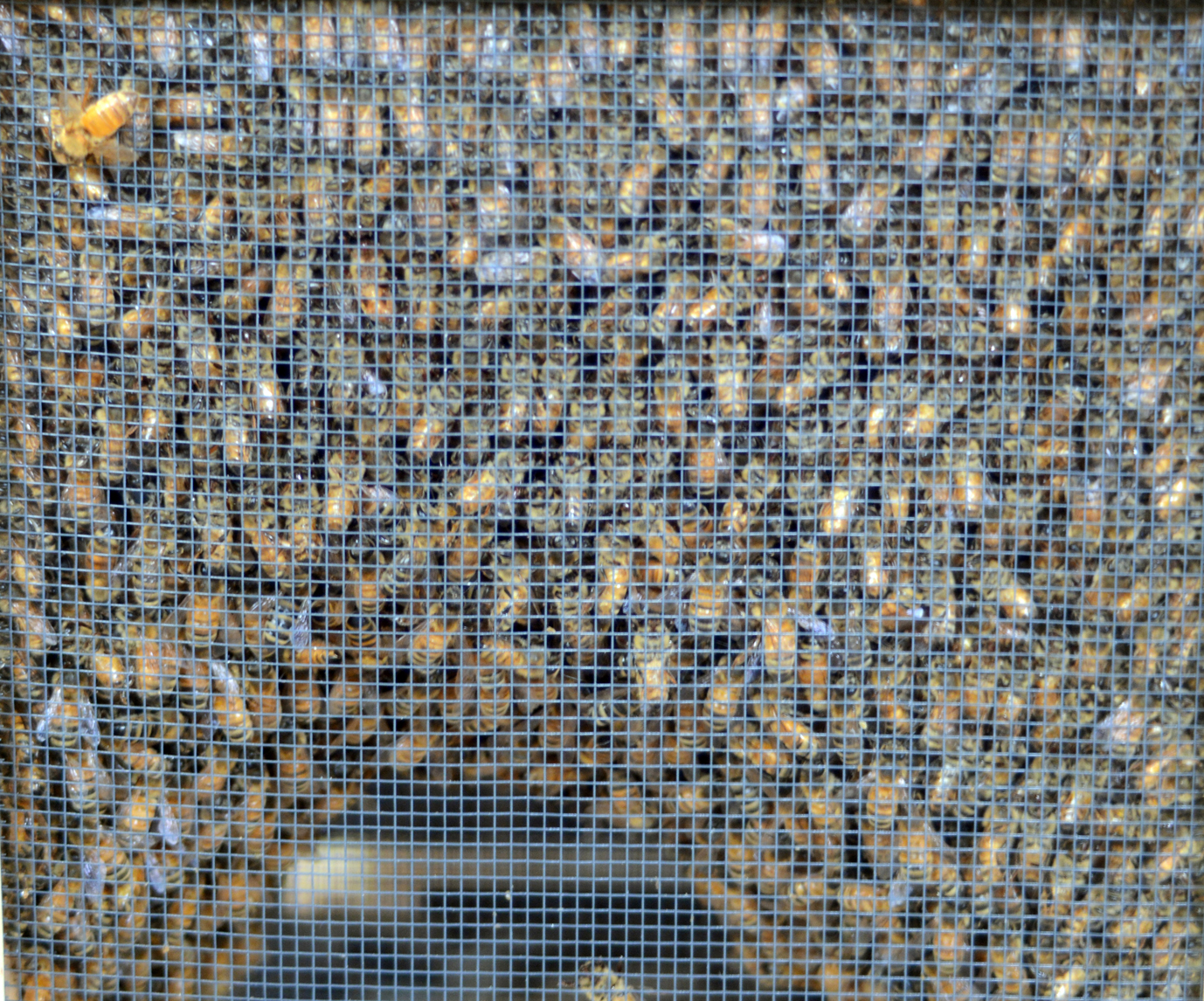 An escaped bee clings to the outside of a pack of about 15,000 bees.-Photo by Michael Armstrong, Homer News
