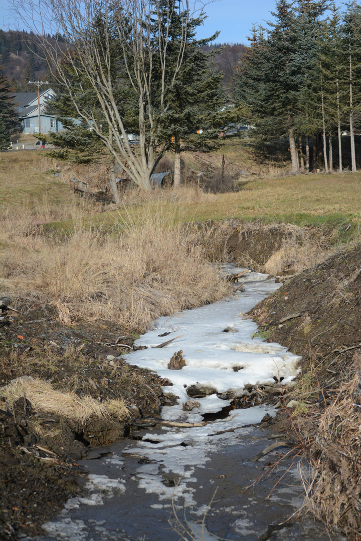 Woodard Creek flows under Pioneer Avenue and through the Pate family property to the Homer Council on the Arts.-Photo by Michael Armstrong; Homer News