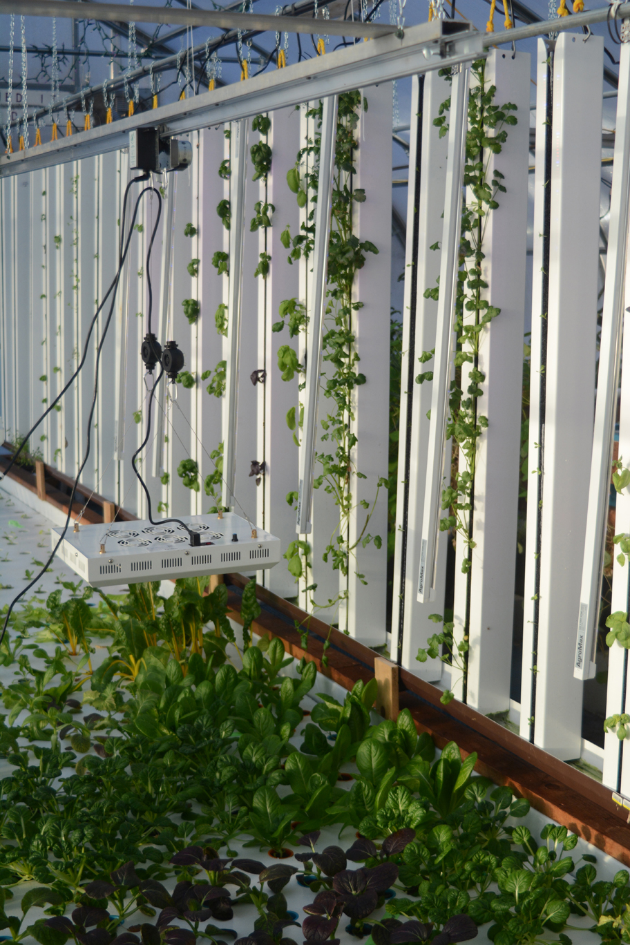 Plant towers hang next to a floating raft with vegetables, two of the ways Sonja Martin Young and Tom Young grow plants in their year-round greenhouse. A grow light travels on the rail across the plants.-Photo by Michael Armstrong, Homer News