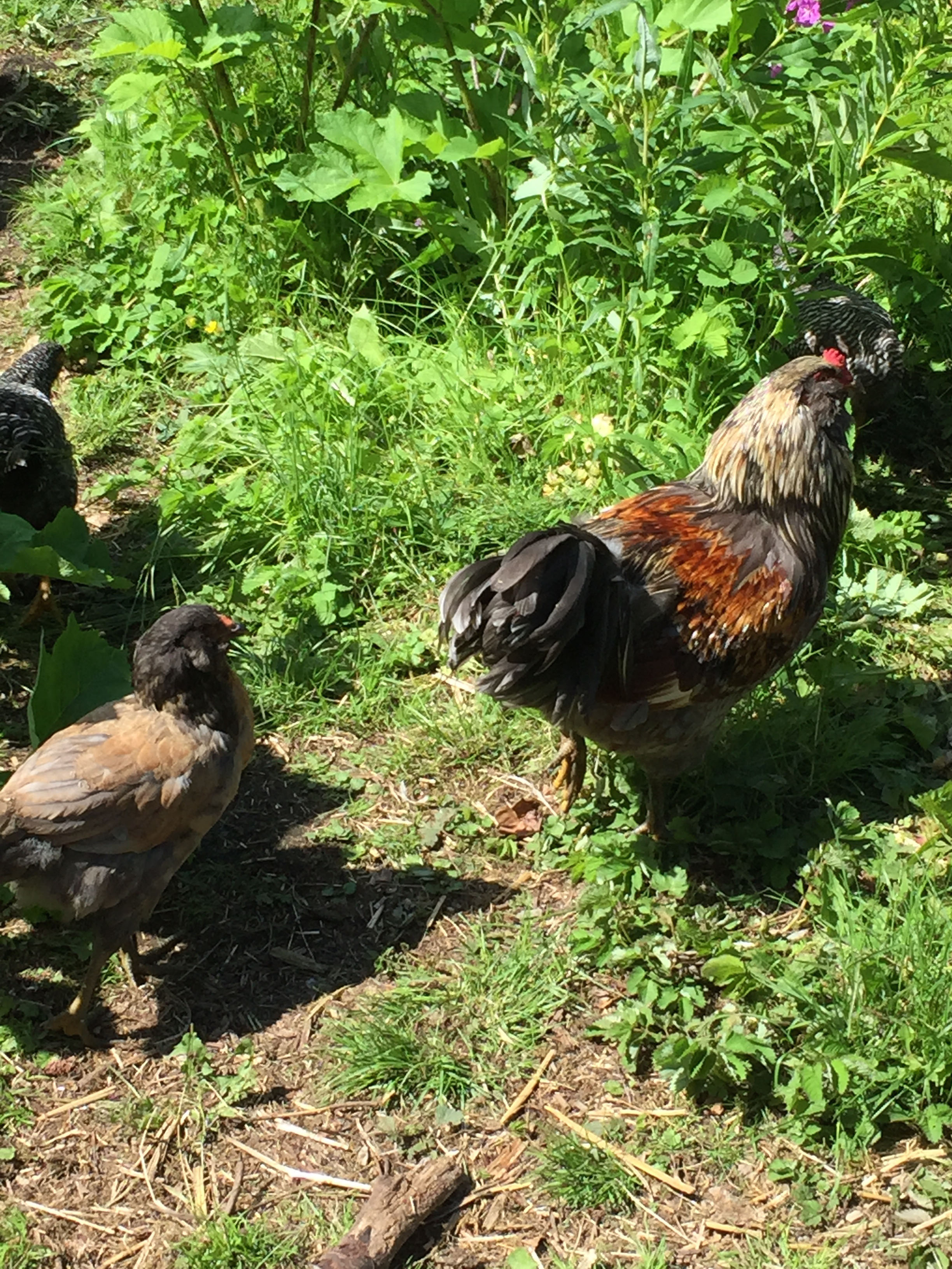 Growing with Alaska in Mind