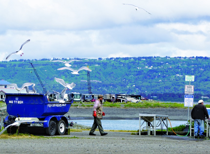 Seagulls feed on fish scraps last Friday at the Nick Dudiak Fishing Lagoon cleaning tables on the Homer Spit. A $60,000 grant from the Alaska Department of Fish and Game will pay for a bird-proof shelter to go over the tables.-Photo by Michael Armstrong, Homer News