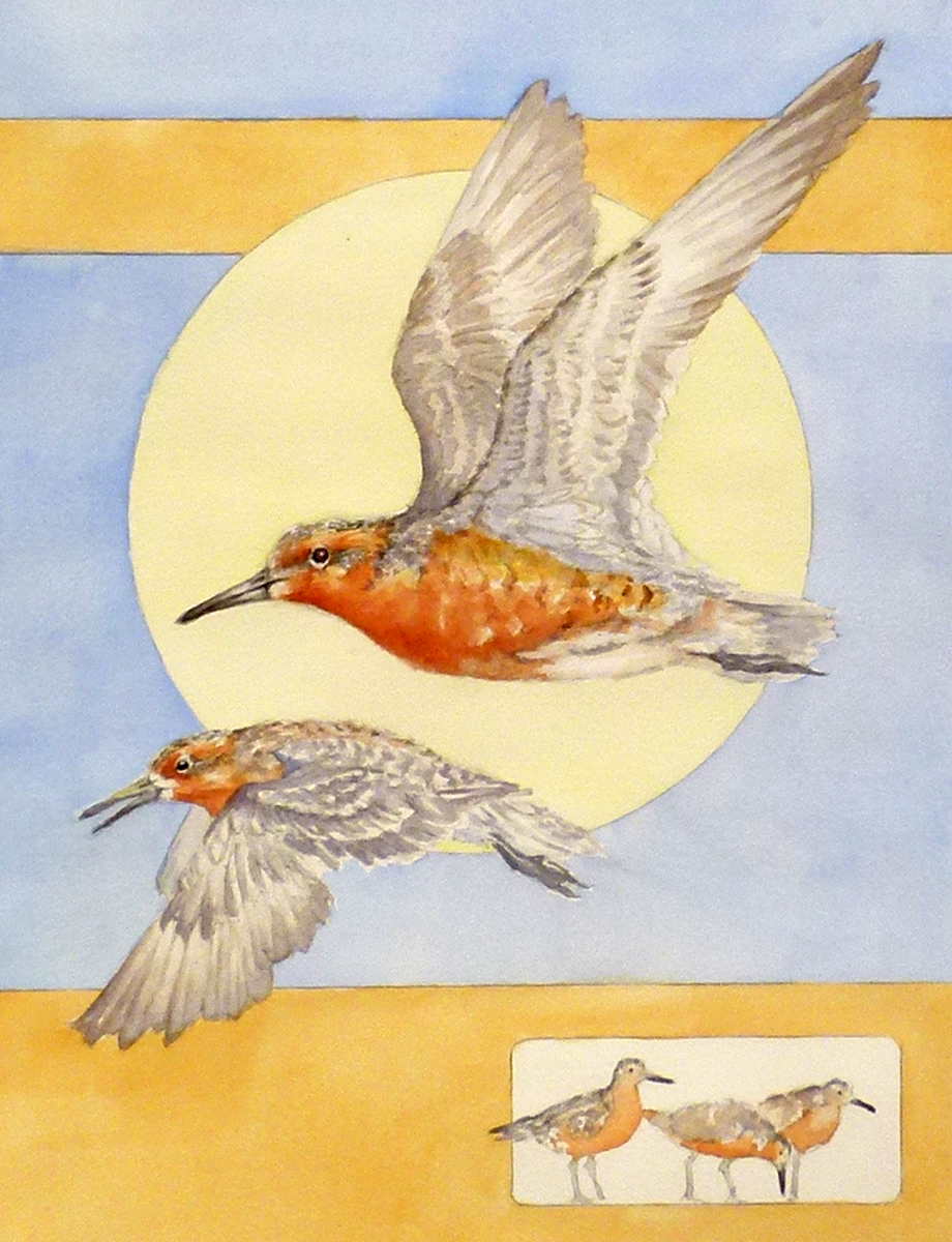 Mary Bee Kaufman did the 21st annual Kachemak Bay Shorebird Festival poster, above, also used on this year’s T-shirt design. The painting shows several red knot shorebirds and illustrates this year’s theme, “From Baja to Beaufort: Every Wingbeat Counts!”-Illustration provided