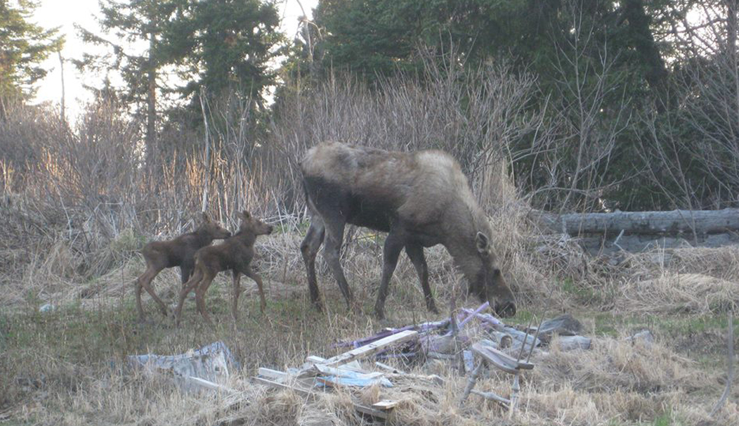 It’s a great time to see moose and their calves.  This family was photographed Tuesday night in the McNeil Canyon area off McBride Avenue.-Photo by Martie Krohn