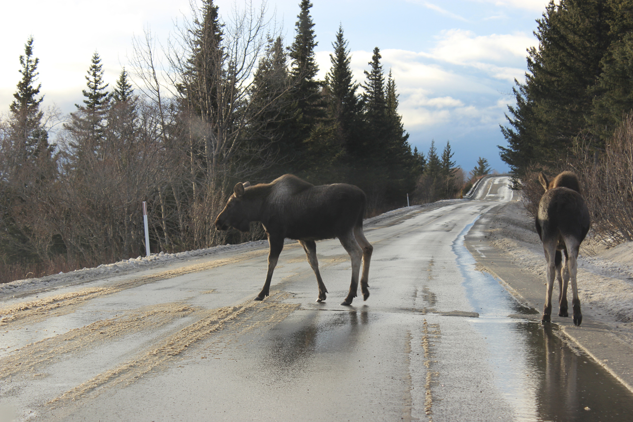 A pair of moose cross East Skyline Drive on Sunday. Even at the higher elevations, roads had water running on top of slushy snow and ice — treacherous conditions for cars and critters.-Photo by McKibben Jackinsky, Homer News