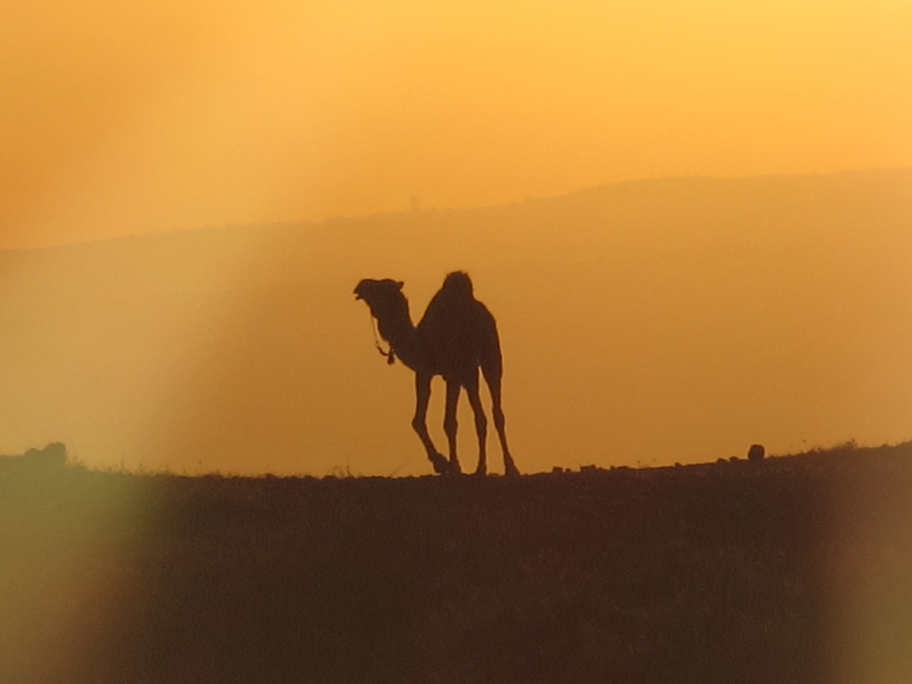 Homer writer and photographer Christina Whiting captures a silhouette of a camel near the Dead Sea during a recent trip to Jordan. Whiting will share stories and photographs from that visit during a community slide show at 6:30 p.m. Wednesday, Sept. 23, at the Homer Council on the Arts. Writes Whiting:“Beyond Petra and the Dead Sea, beyond the deserts, the camels, the hummus and the hijabs, Jordan is a country with a rich, ancient culture, breathtaking natural beauty, spectacular drives, fantastic food and much more, but what makes this country so incredible, so inviting and so captivating, is the people. Jordanian hospitality is like nothing I have ever experienced, and the openness, warmth and caring that was shown to me will remain with me always. During this presentation, I’ll share images and stories from my time falling in love with this country and its people.”-photo by Christina Whiting