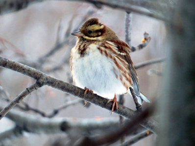 A rustic bunting is one of the most incredible birds to be seen during Homer’s annual Christmas Bird Count.-Photo by Tami Reiser