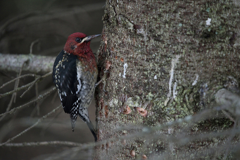 A red-breasted sapsucker seen off East End Road was the star of the Christmas Bird Count.-photo by Aaron Lang