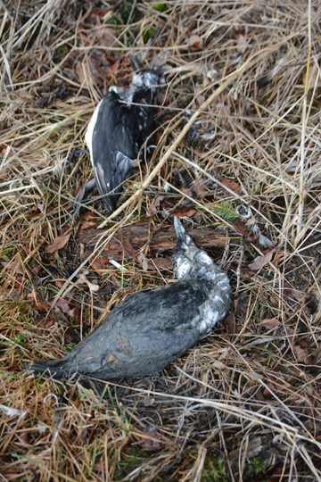 Two dead murres lie in grass along the Mud Bay Trail last Thursday.