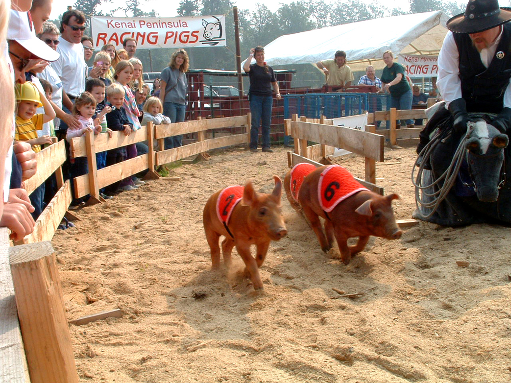 The crowd-pleasing Kenai Peninsula Racing Pigs are making a return to the Kenai Peninsula State Fair in Ninilchik Aug. 16-18. The six little piggies are set to entertain as they race around the track to the cheering of fair crowds just as these little running porkers did in 2006.-Photo by McKibben Jackinsky,  Homer News
