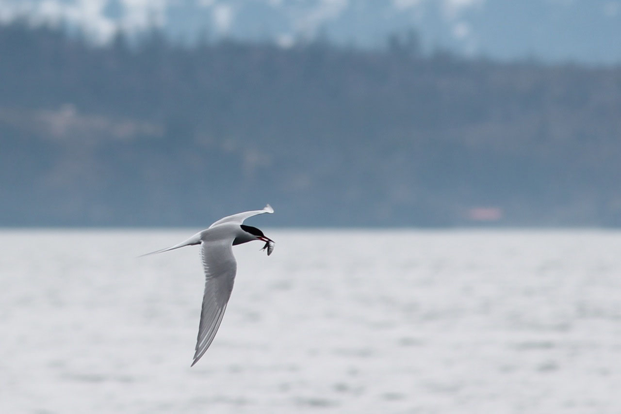 An arctic tern flies away with a meal. Increased acidity of Earth’s oceans could have a huge effect on fish populations and those that depend on the fish.-Photo by Jessica Ryan