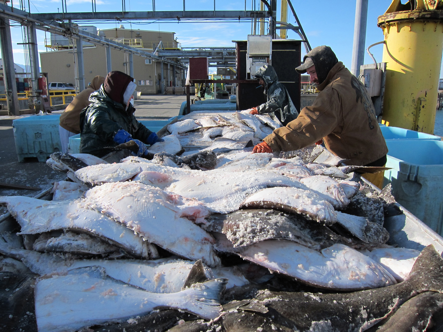 Workers with Snug Harbor seafoods sort halibut at the start of the season in 2011. -Homer News file photo