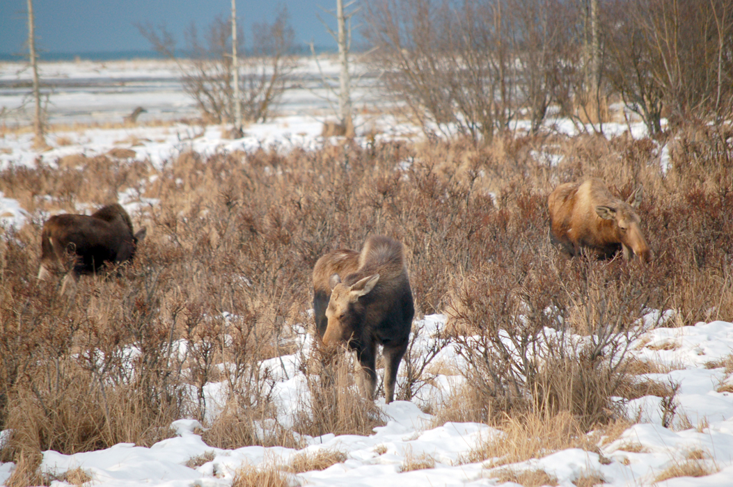 Moose browse on willow bushes near Beluga Slough in the 2011 winter.-Photo by Michael Armstrong, Homer News