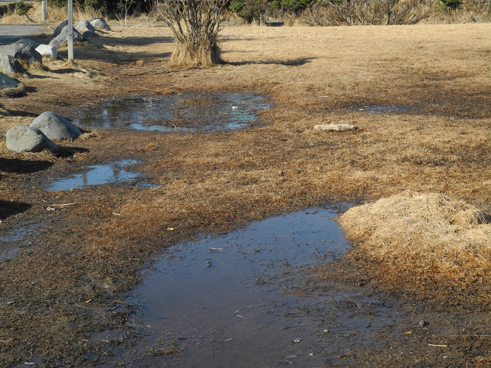 A wet patch of lawn at the Bishop’s Beach park gives off an odor typical of an intense, rancid smell many people in Homer have been reporting this spring.                              -Photo by Michael Armstrong, Homer News